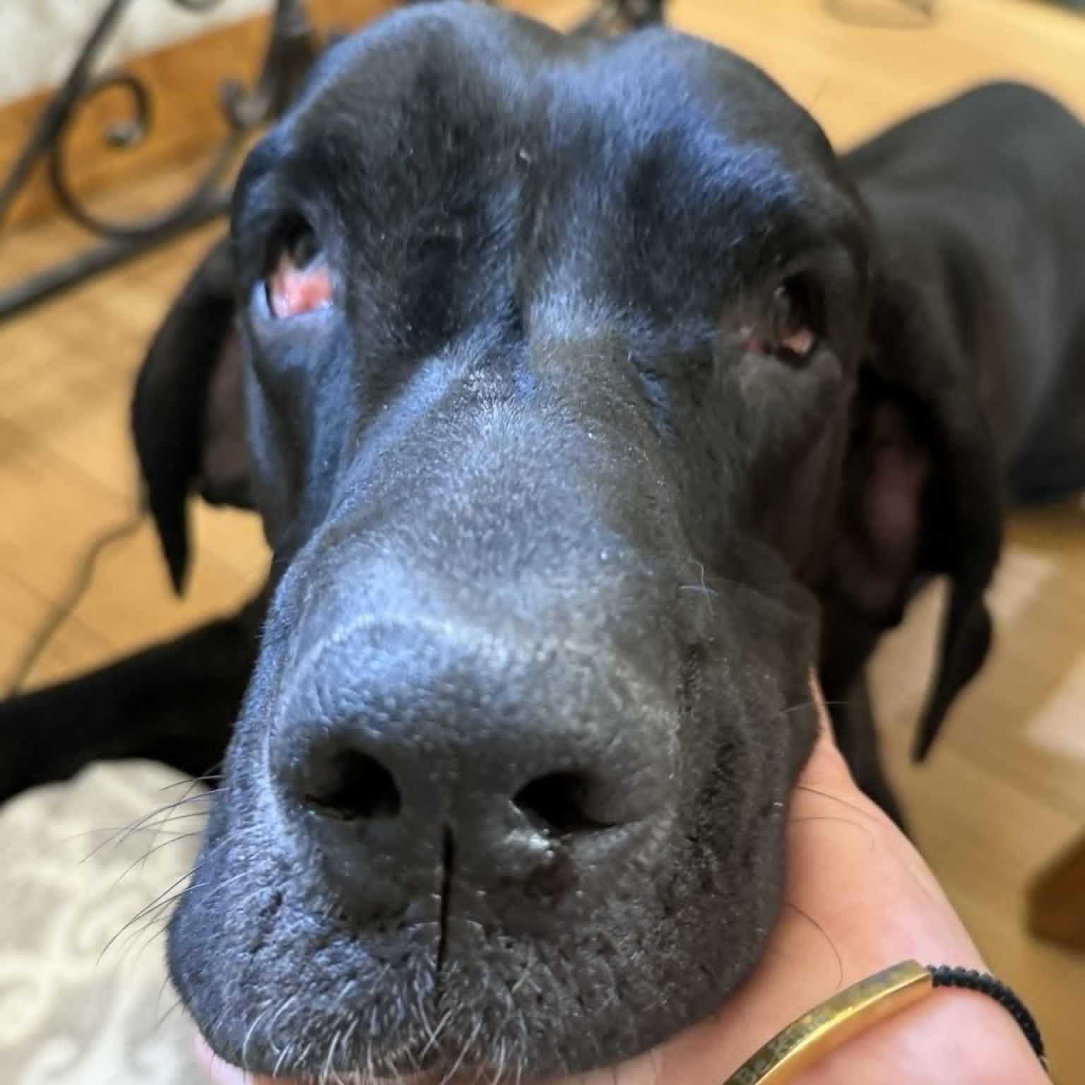 Enlarge Paradise Valley, a Adoptable mixed breed in Mesa, AZ image 4/5