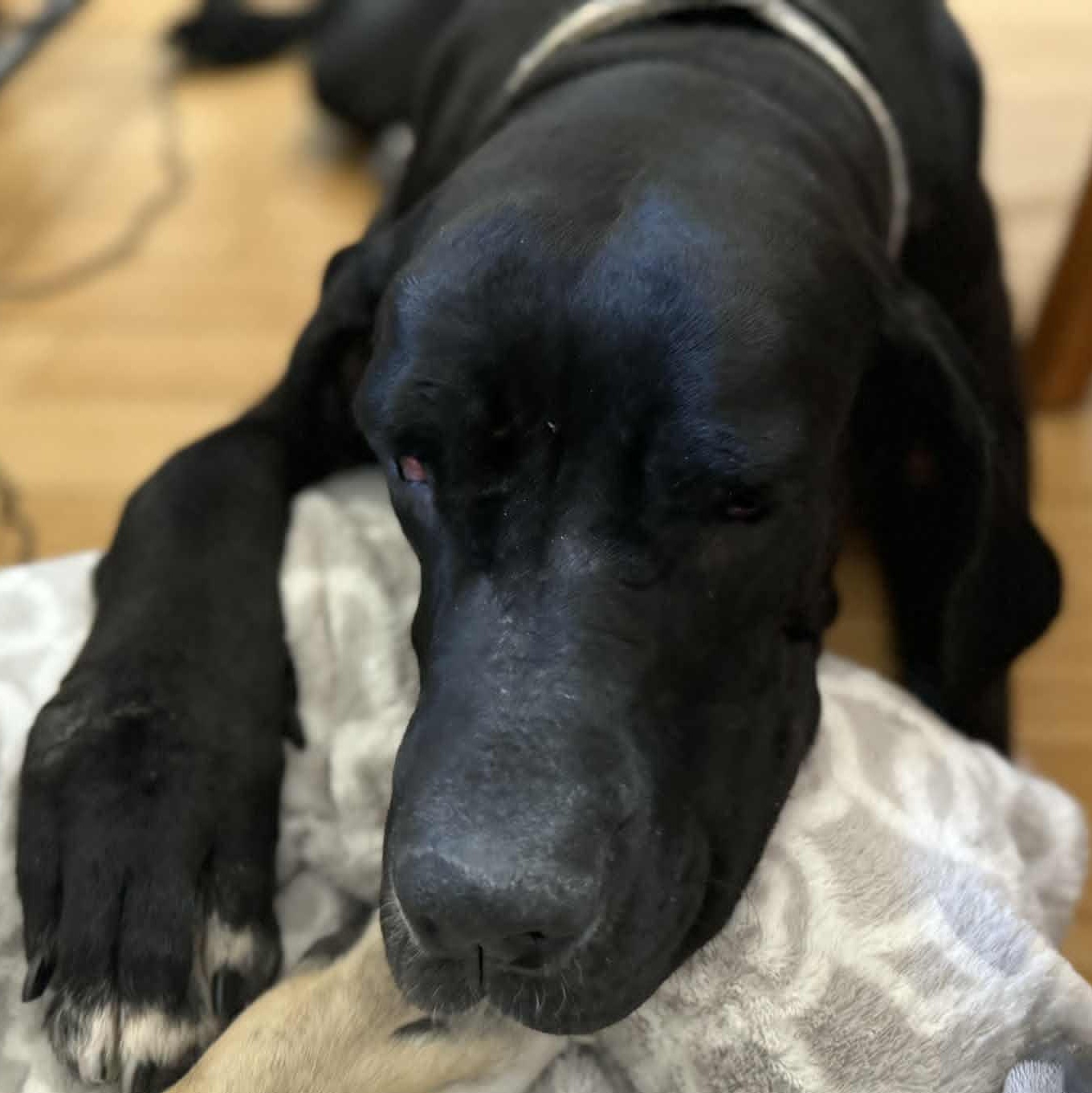 Enlarge Paradise Valley, a Adoptable mixed breed in Mesa, AZ image 3/5