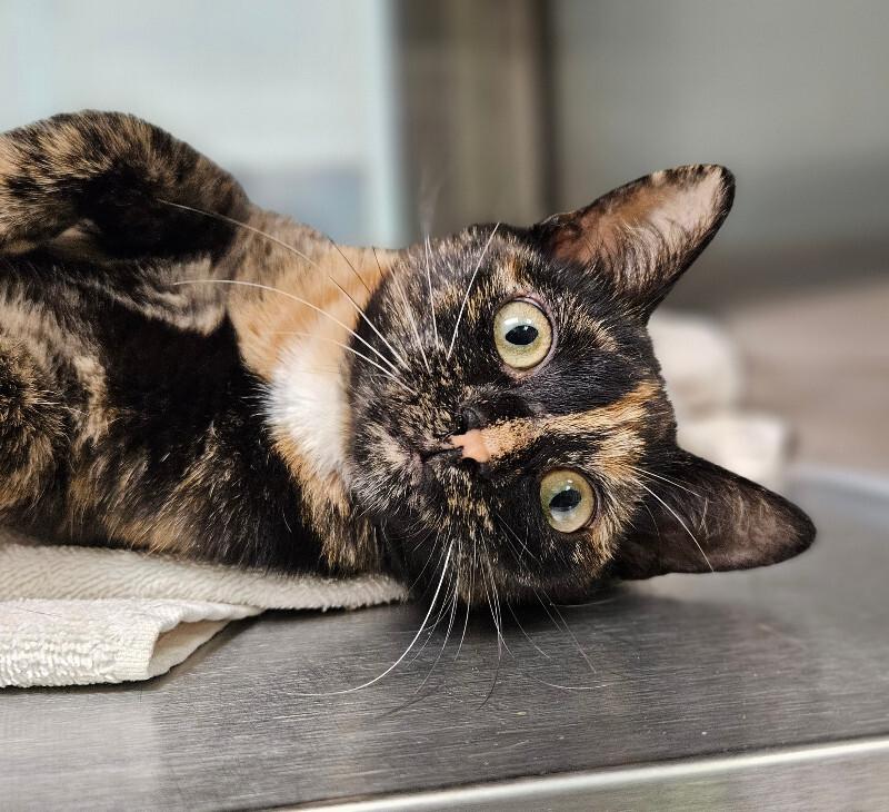 Enlarge Daffodil, a Adoptable Domestic Short Hair in Disputanta, VA image 1/5