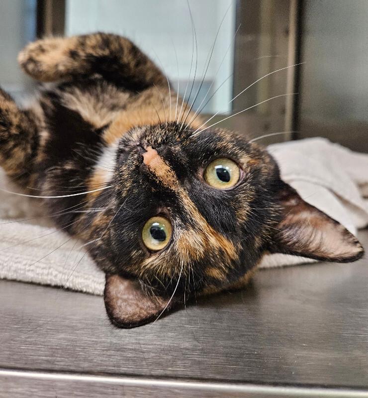 Enlarge Daffodil, a Adoptable Domestic Short Hair in Disputanta, VA image 2/5