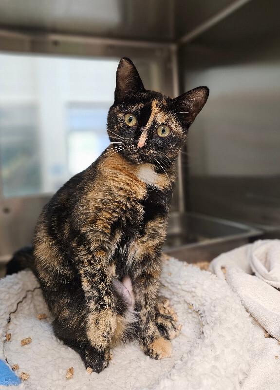 Enlarge Daffodil, a Adoptable Domestic Short Hair in Disputanta, VA image 3/5