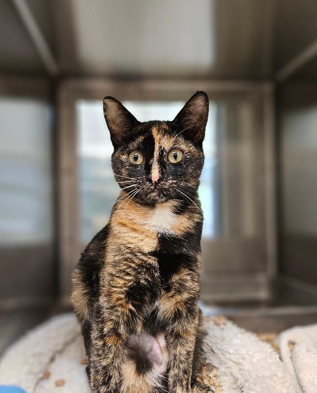 Enlarge Daffodil, a Adoptable Domestic Short Hair in Disputanta, VA image 4/5