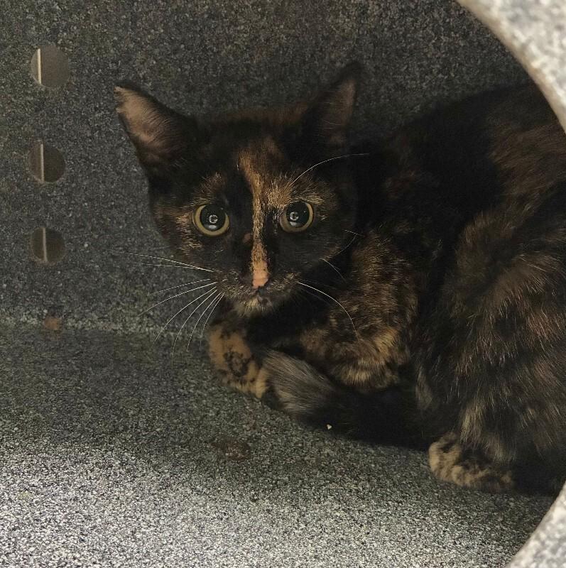 Enlarge Daffodil, a Adoptable Domestic Short Hair in Disputanta, VA image 5/5