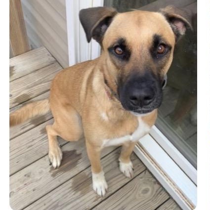 Riley Ann, Adoptable, Adult Female Labrador Retriever & German Shepherd Dog.