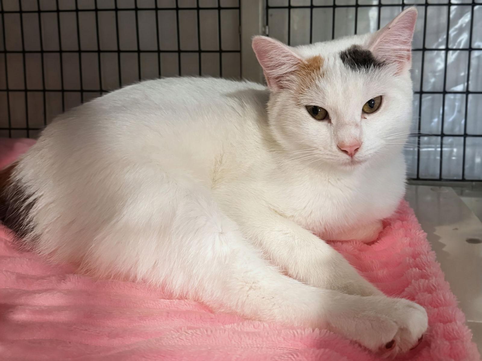 Enlarge Liliandra 4.29.25, a Adoptable mixed breed in Apopka, FL image 1/2