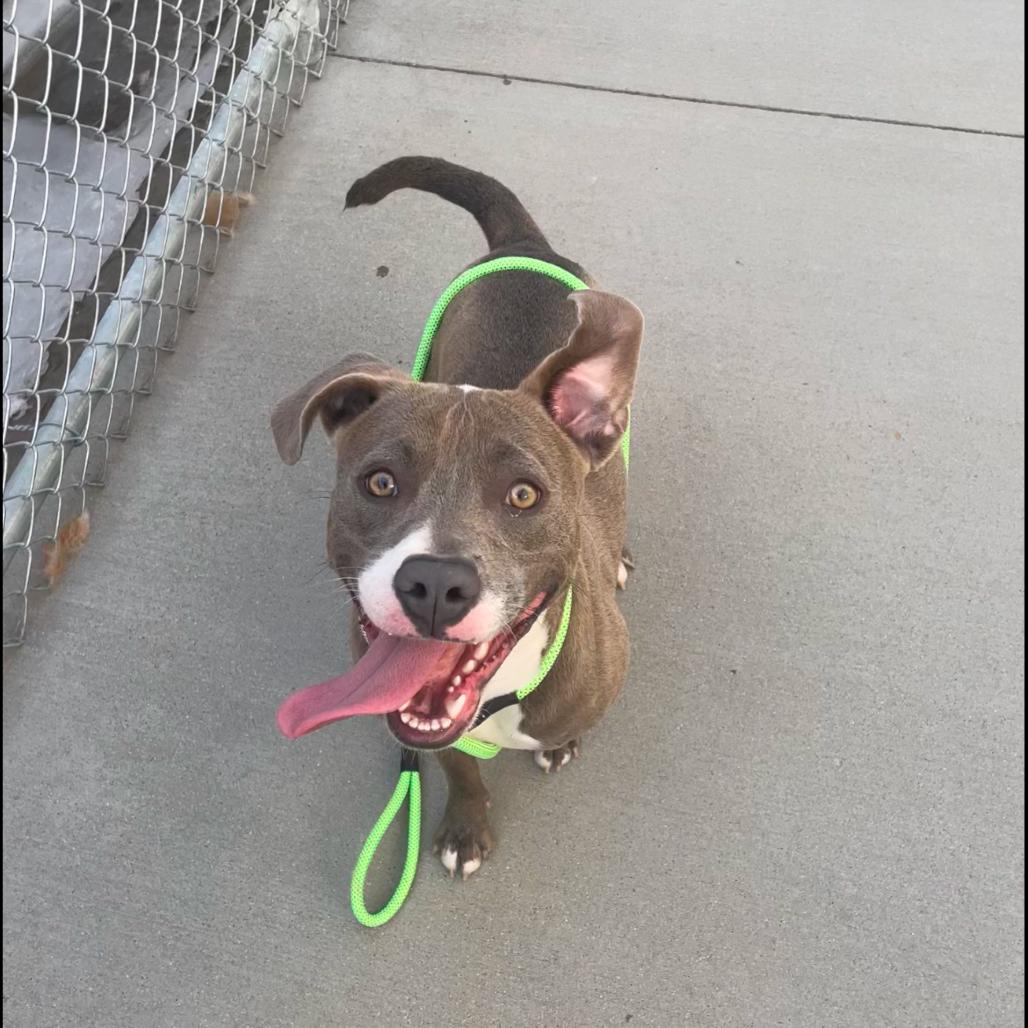Enlarge Winter, a Adoptable Mixed Breed in Bismarck, ND image 1/6