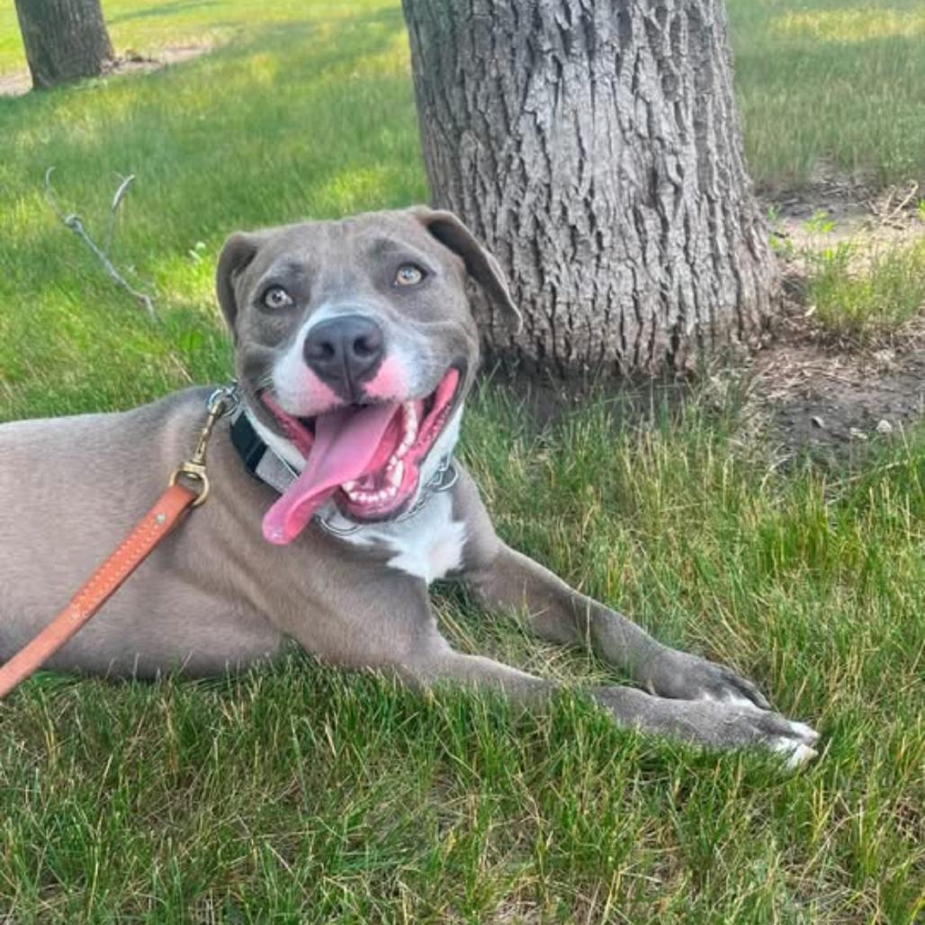 Enlarge Winter, a Adoptable Mixed Breed in Bismarck, ND image 2/6