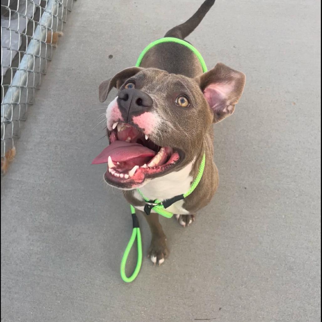 Enlarge Winter, a Adoptable Mixed Breed in Bismarck, ND image 3/6