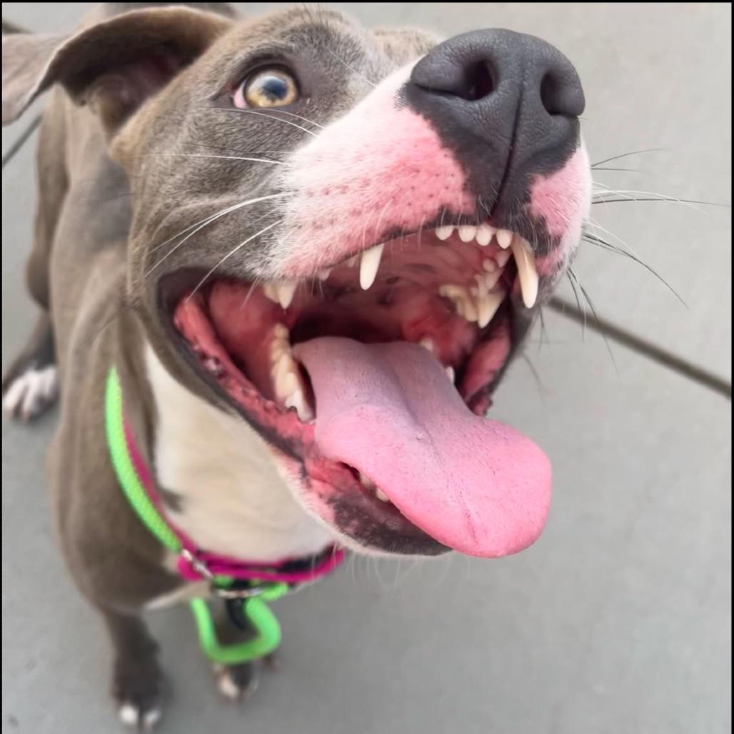 Enlarge Winter, a Adoptable Mixed Breed in Bismarck, ND image 4/6