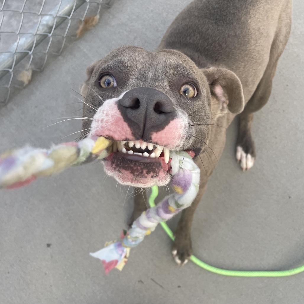 Enlarge Winter, a Adoptable Mixed Breed in Bismarck, ND image 5/6