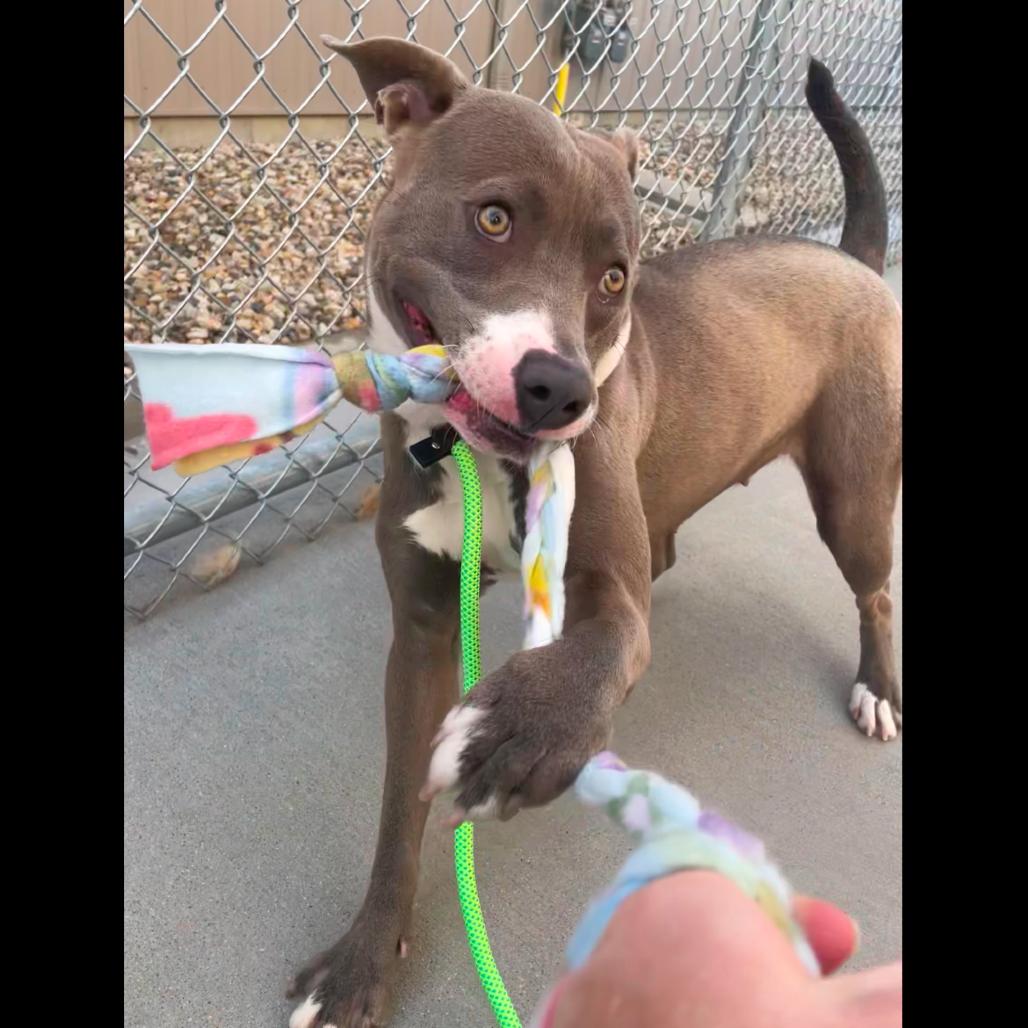 Enlarge Winter, a Adoptable Mixed Breed in Bismarck, ND image 6/6