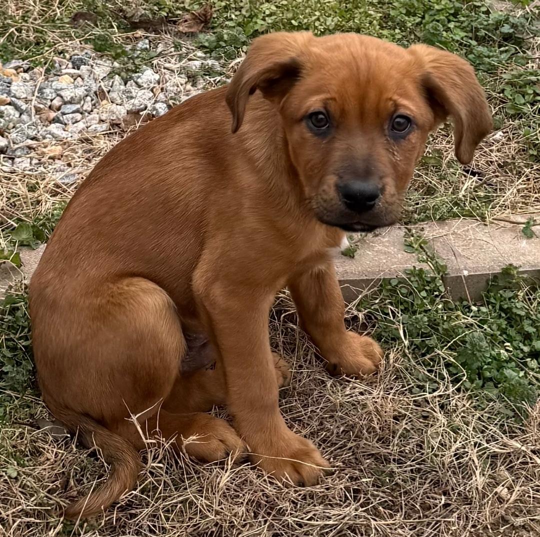 Enlarge Kobe, a ADOPTABLE mixed breed in Colonial Heights, VA image 2/4