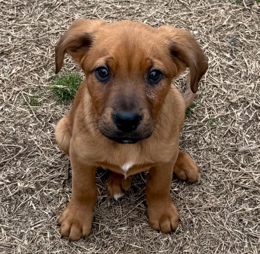 Enlarge Kobe, a ADOPTABLE mixed breed in Colonial Heights, VA image 4/4
