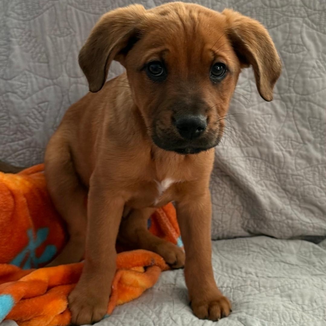 Kobe, ADOPTABLE, Puppy Male German Shepherd Dog & Labrador Retriever.