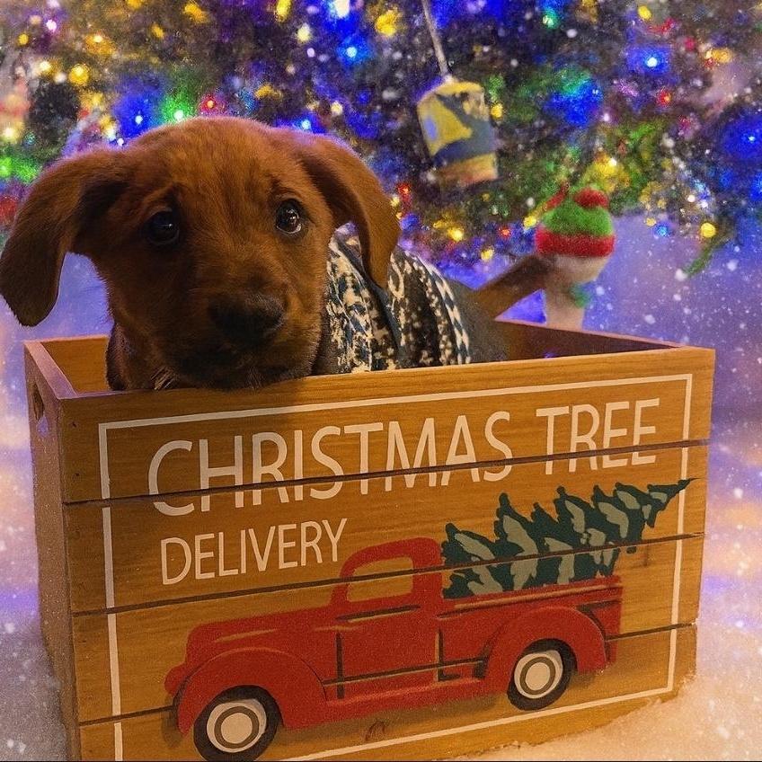 Enlarge Kobe, a ADOPTABLE mixed breed in Colonial Heights, VA image 3/4