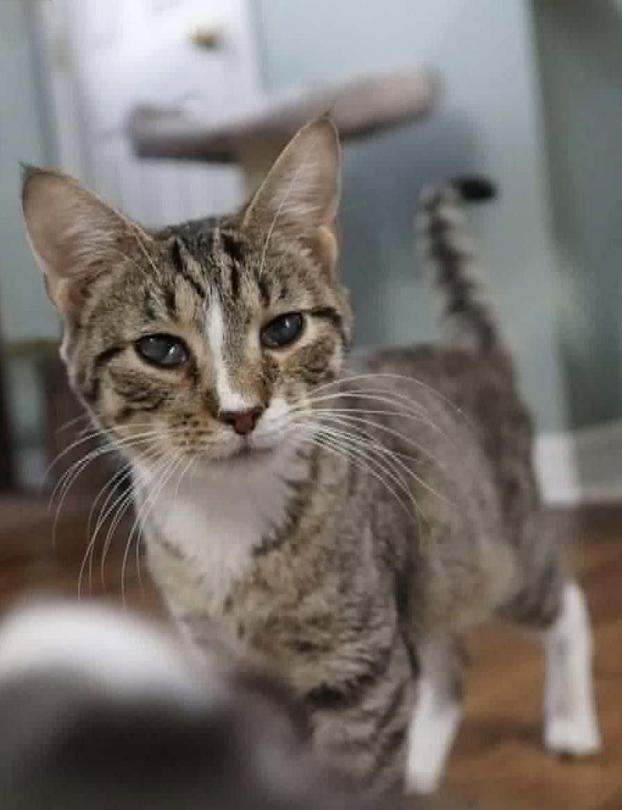 REVERB, Adopted, Kitten Male Tabby.