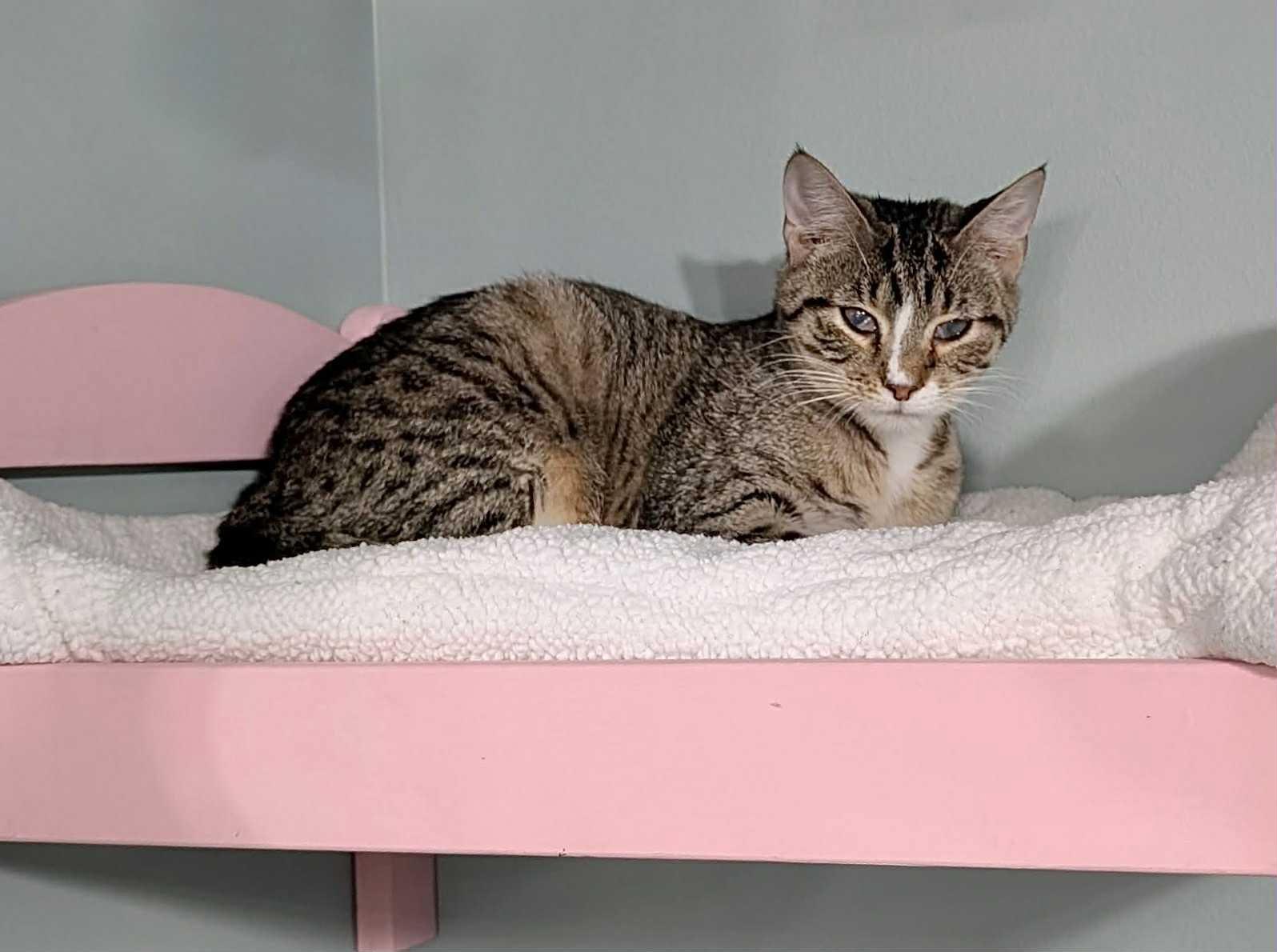 Enlarge REVERB, a Adopted Tabby in Capshaw, AL image 2/2