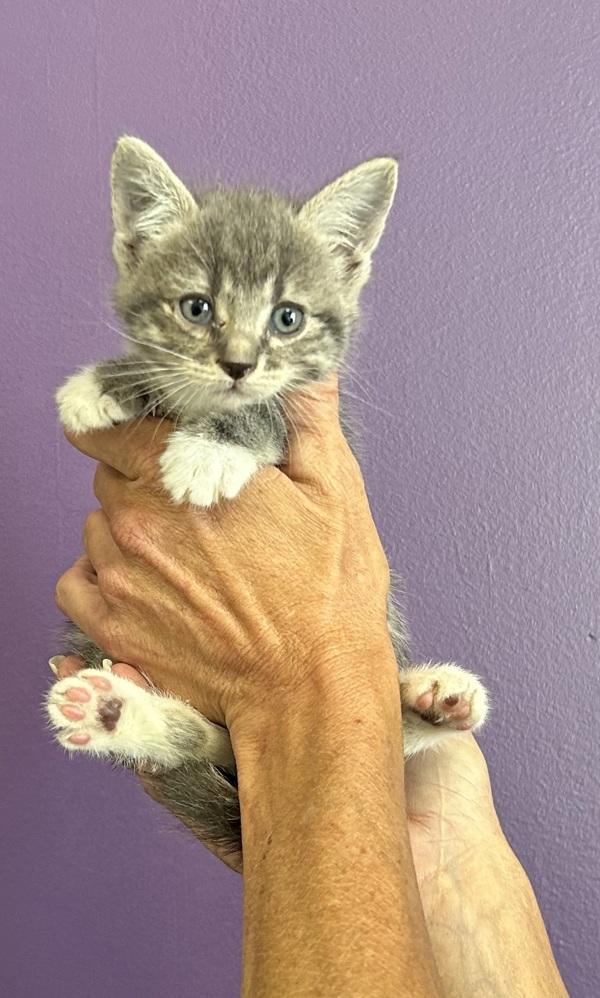 Enlarge Pearl, a Adoptable mixed breed in Salt Lake City, UT image 1/1