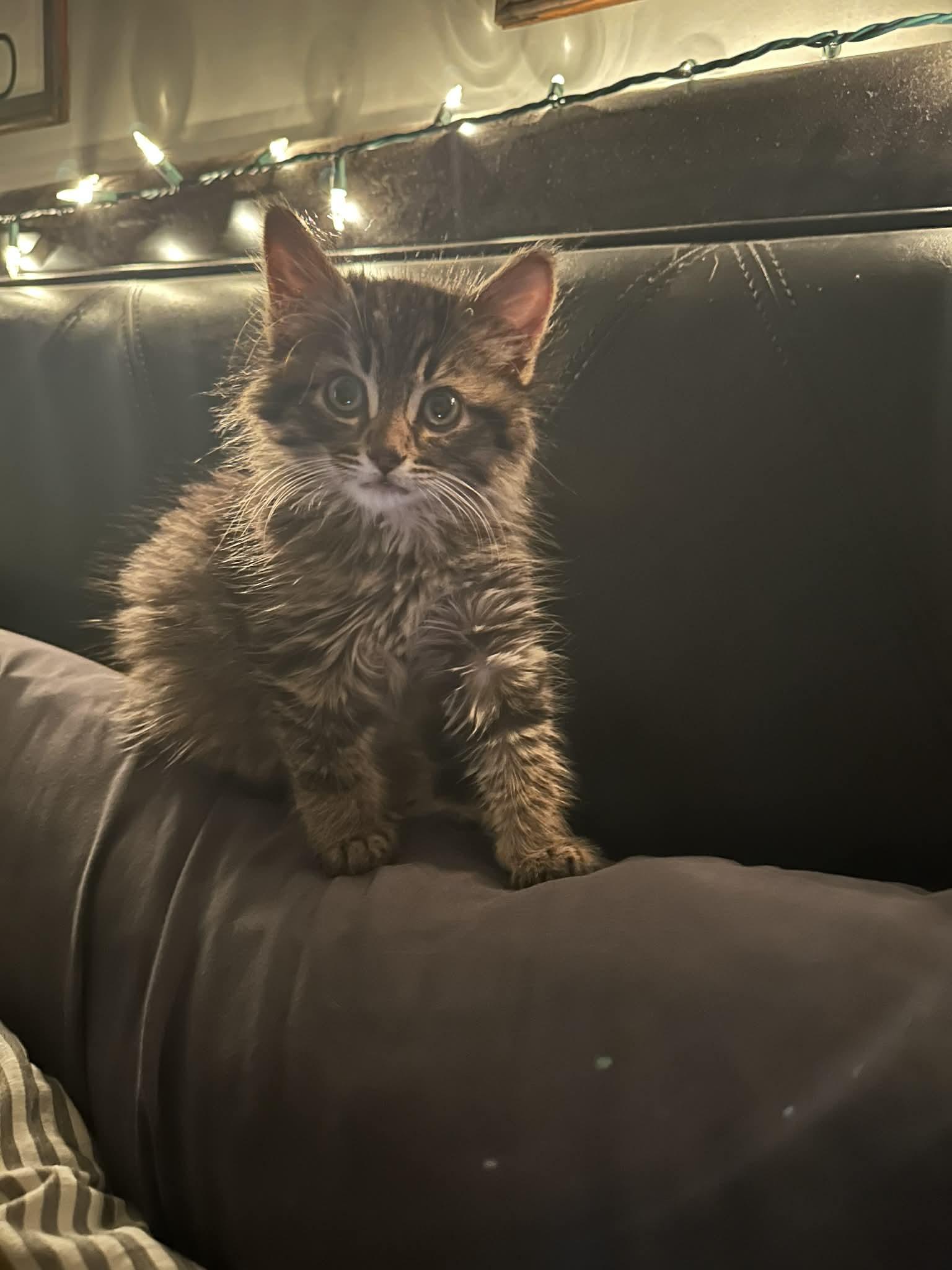 Storie, Adopted, Young Male Domestic Medium Hair.