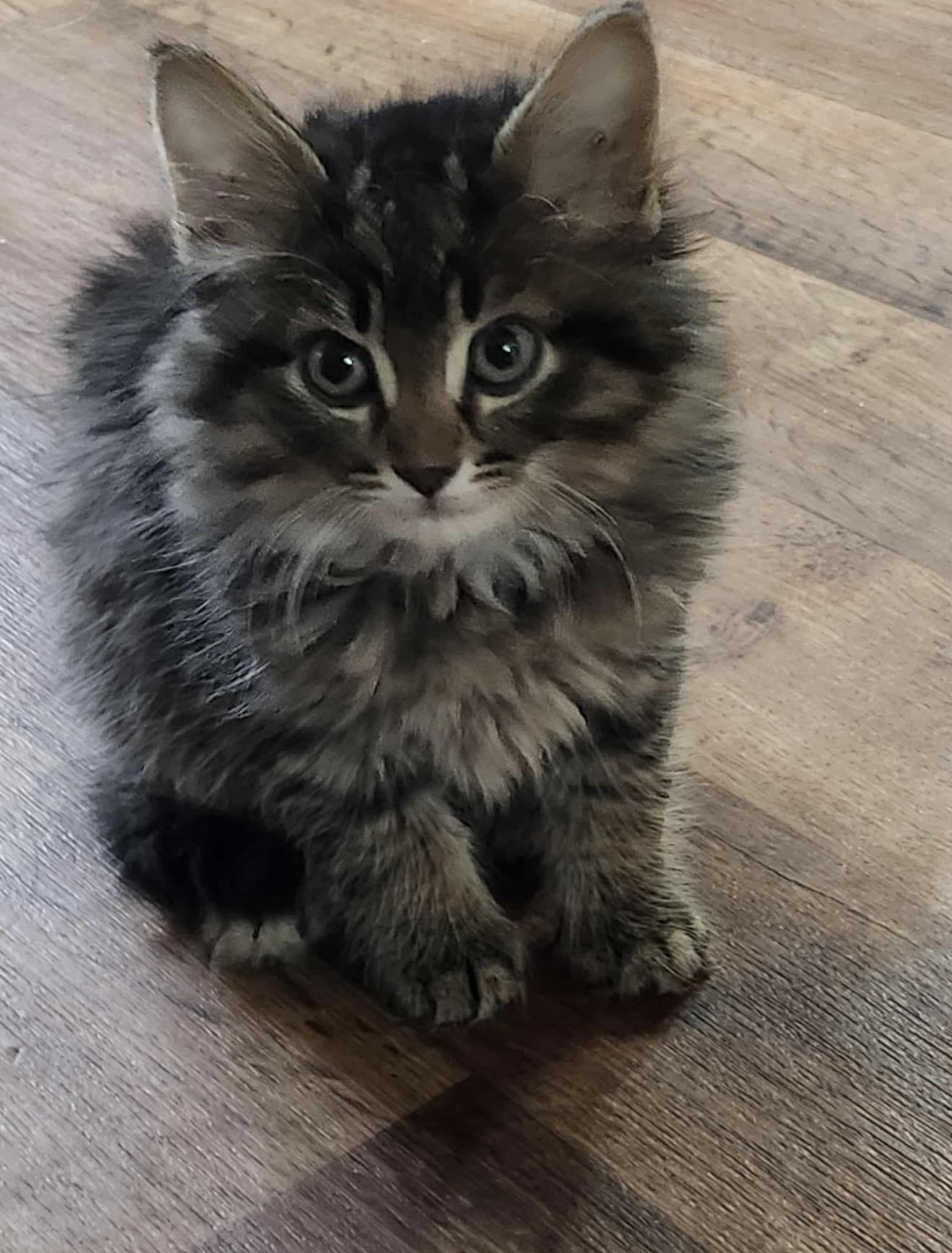 Enlarge Storie, a Adopted Domestic Medium Hair in Steinbach, MB image 2/4