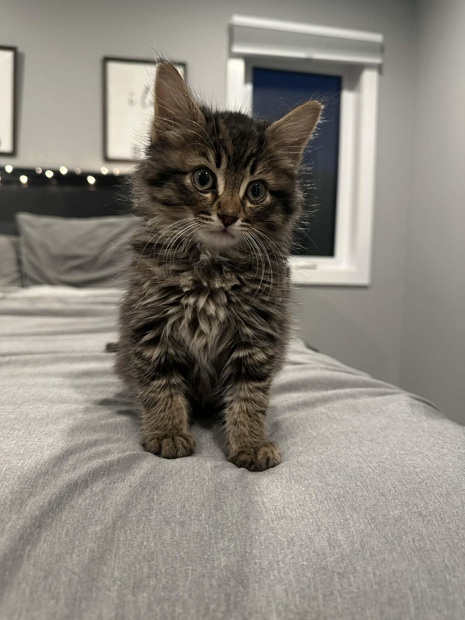 Enlarge Storie, a Adopted Domestic Medium Hair in Steinbach, MB image 3/4