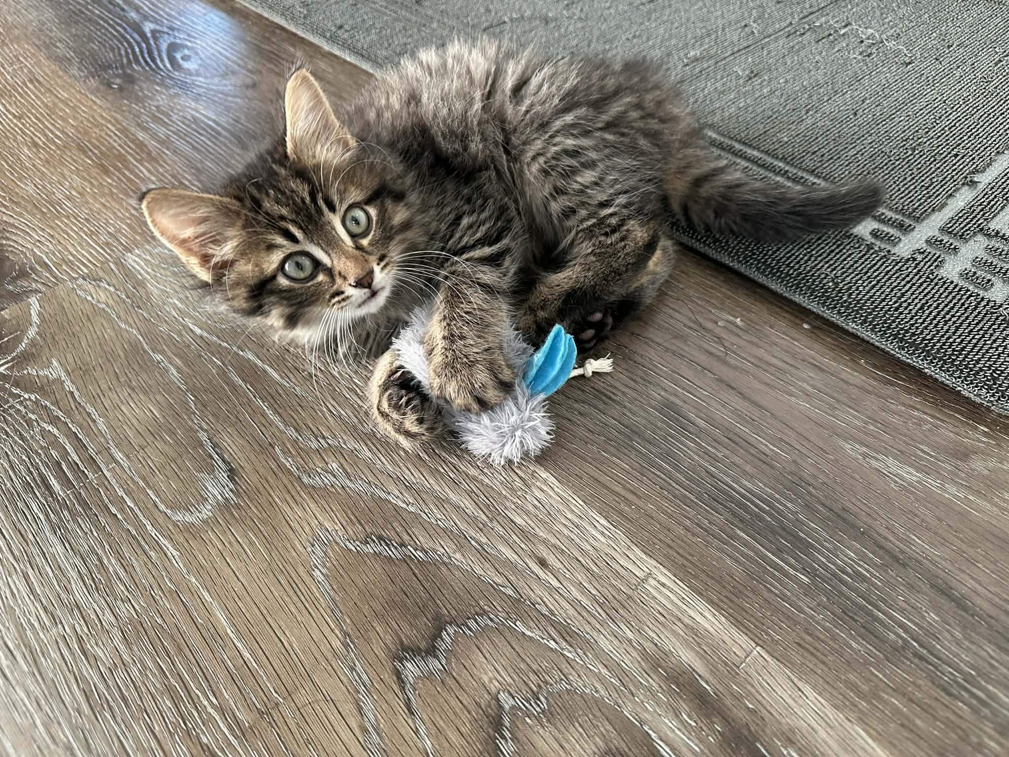 Enlarge Storie, a Adopted Domestic Medium Hair in Steinbach, MB image 4/4