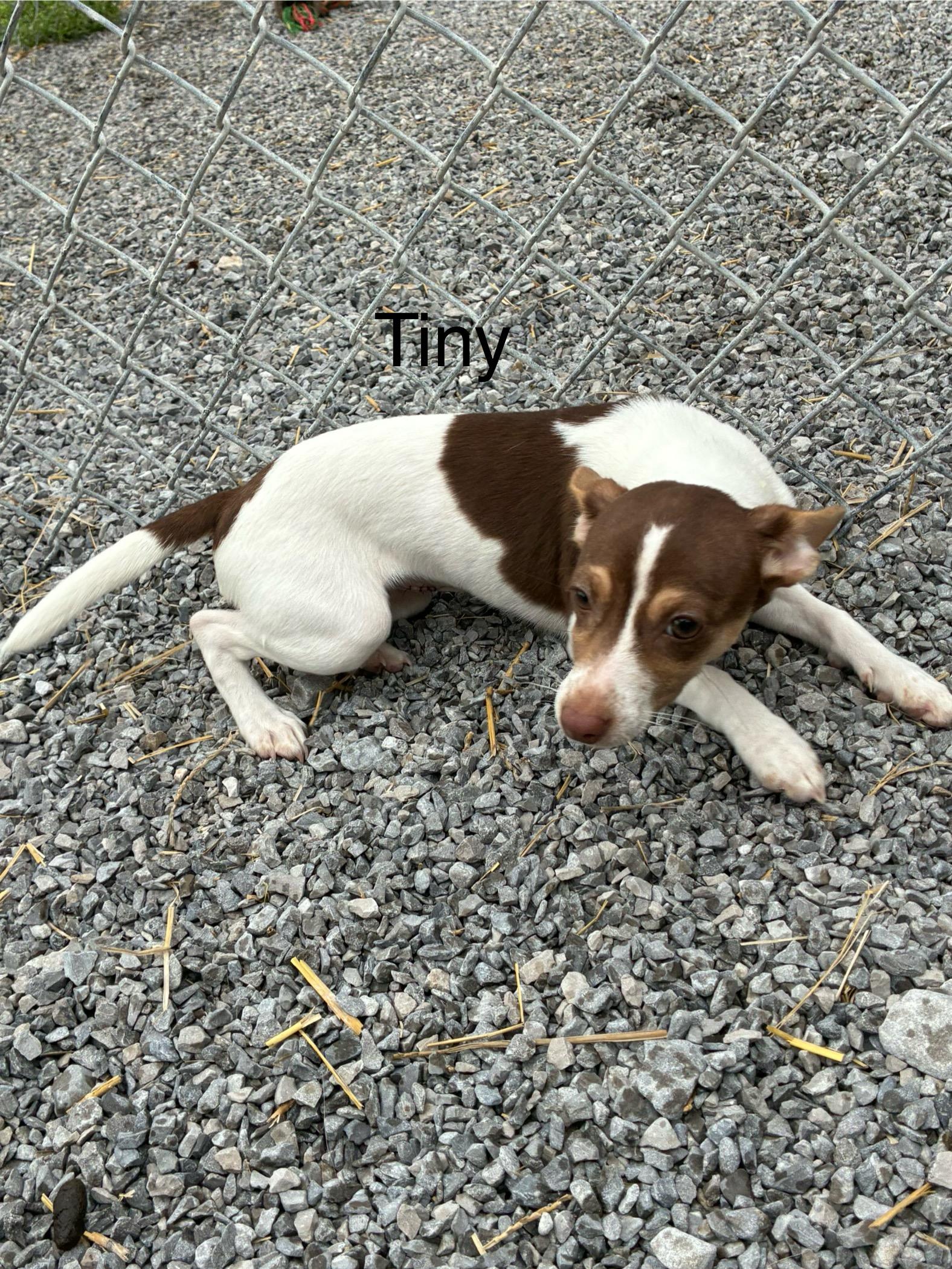 Enlarge Tiny, an adopted Chiweenie in Honeoye Falls, NY image 1/1