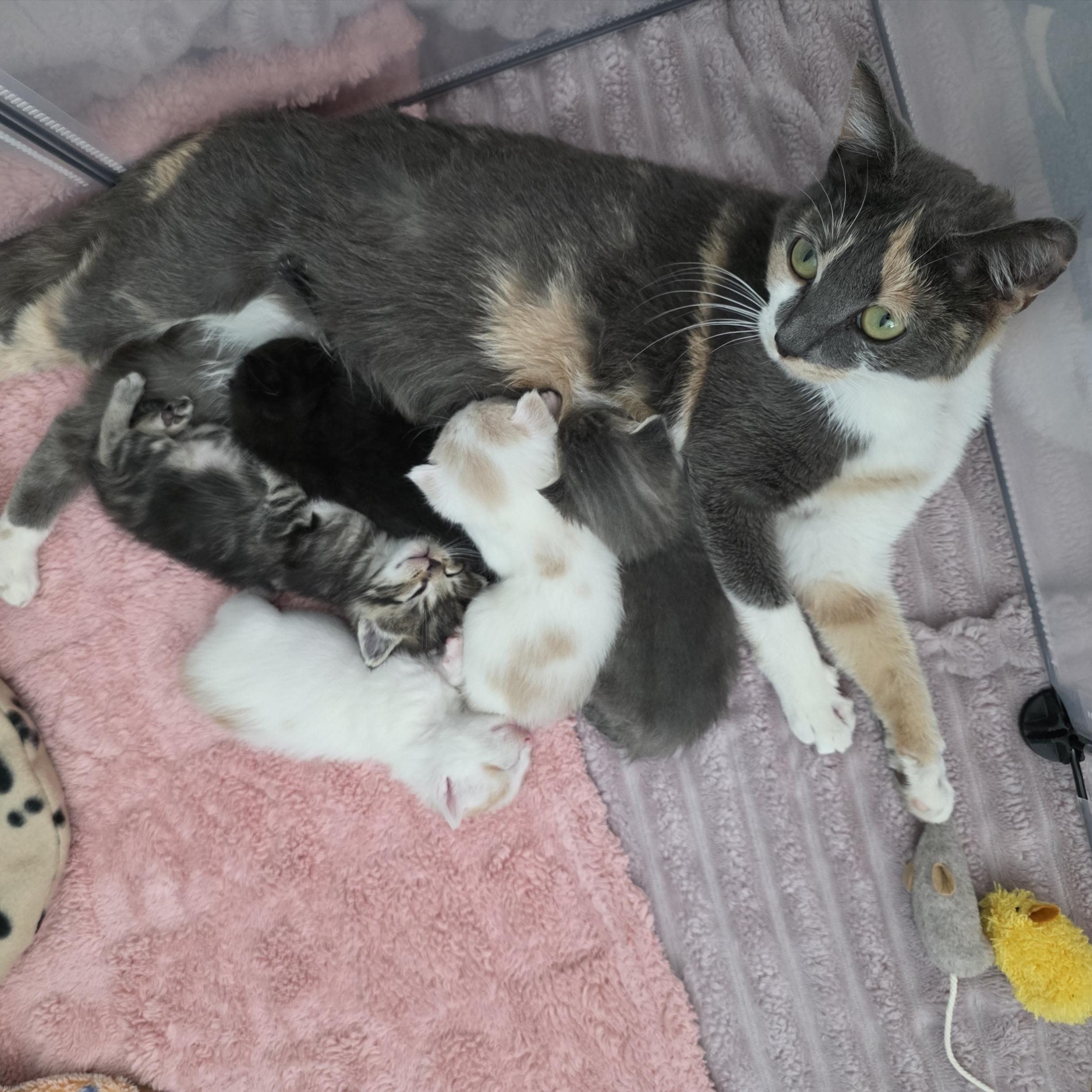 Enlarge Meowth, an adopted mixed breed in Atlanta, GA image 2/6
