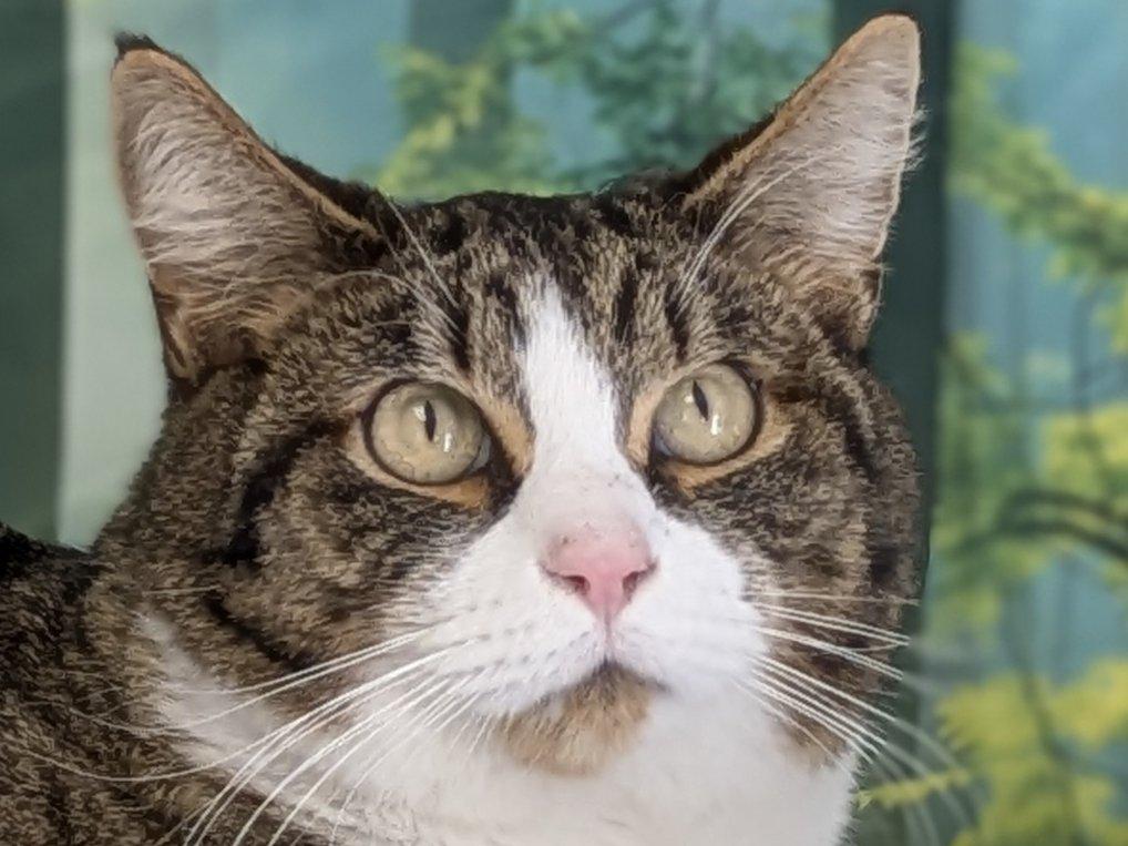 Enlarge Emu, a Adoptable mixed breed in Monroe, WA image 3/6