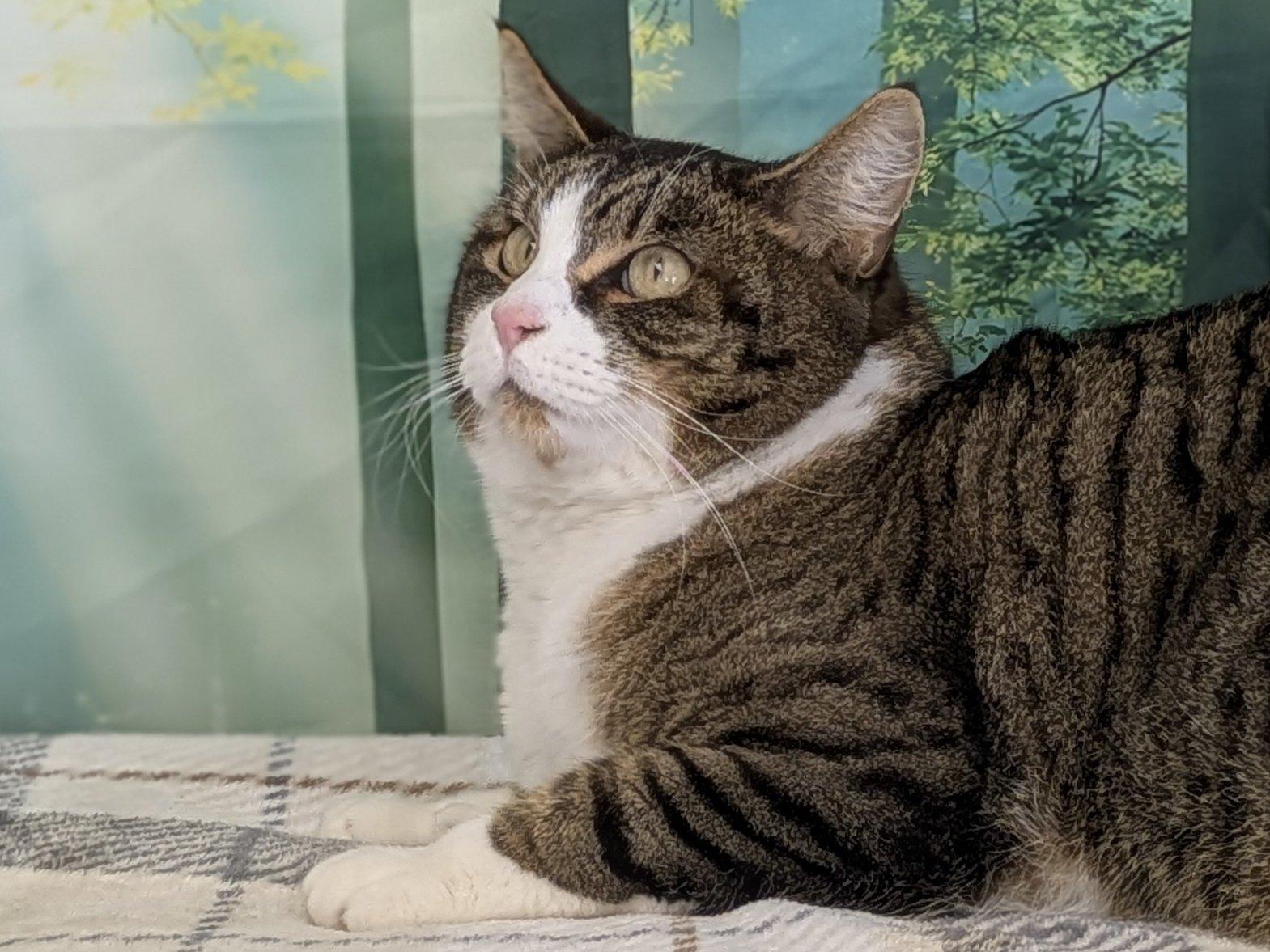 Enlarge Emu, a Adoptable mixed breed in Monroe, WA image 4/6