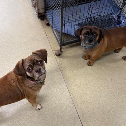 Enlarge Nessie & Charlie Brown, a Adoptable mixed breed in Centralia, IL image 1/2