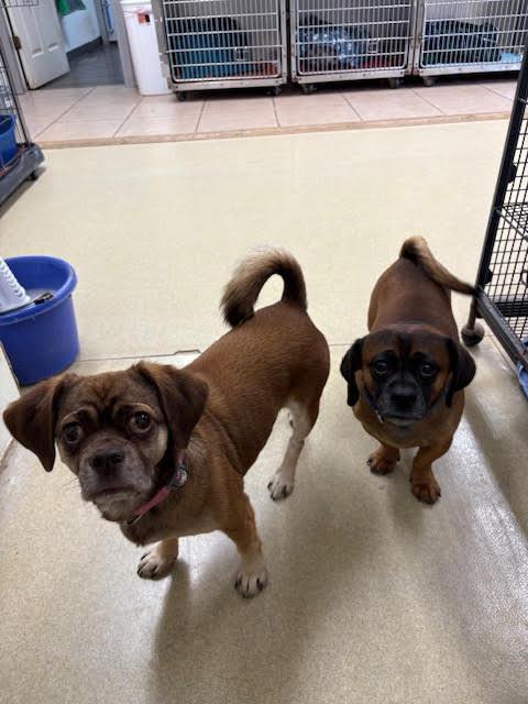Enlarge Nessie & Charlie Brown, a Adoptable mixed breed in Centralia, IL image 2/2