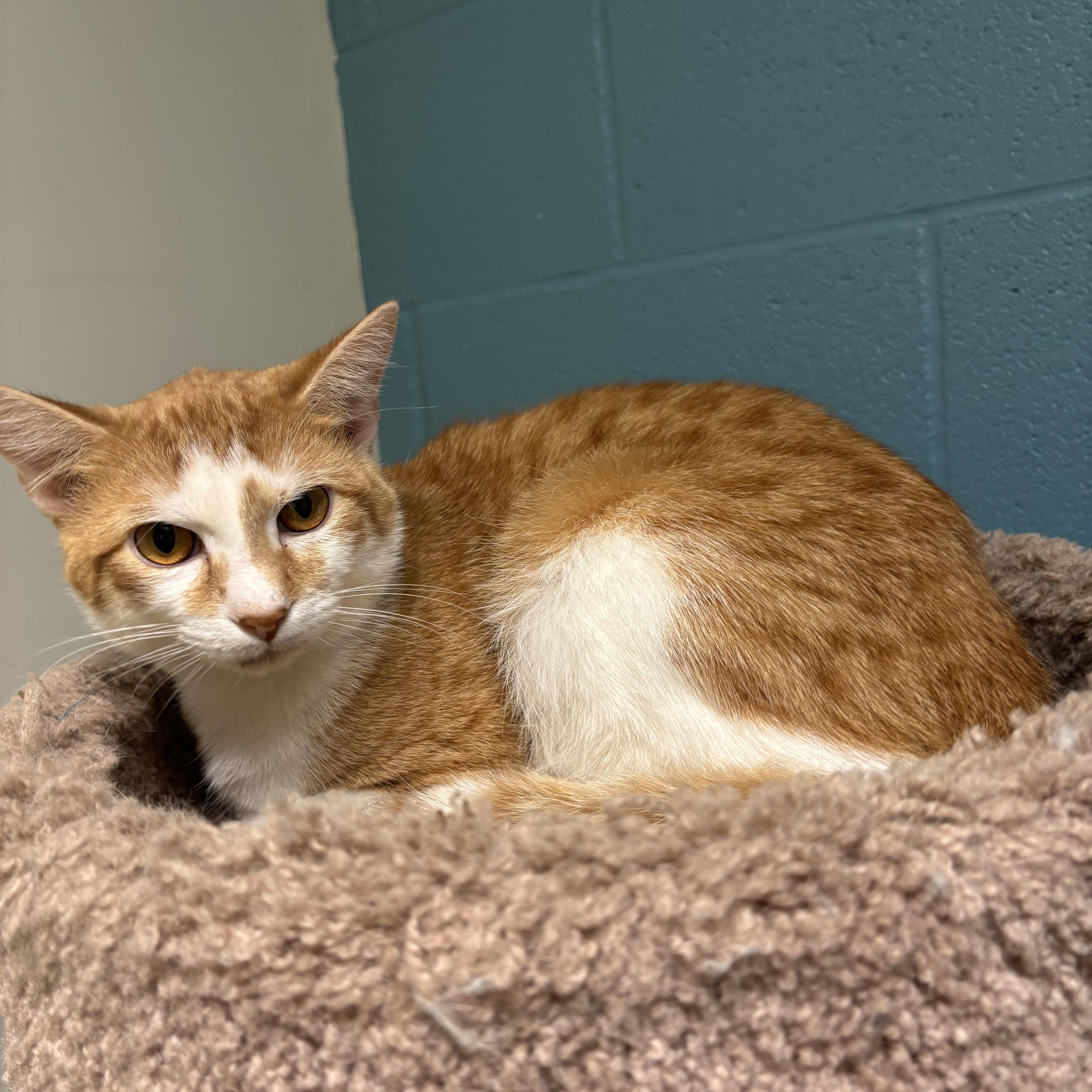 Roo, Adoptable, Adult Male Domestic Short Hair.