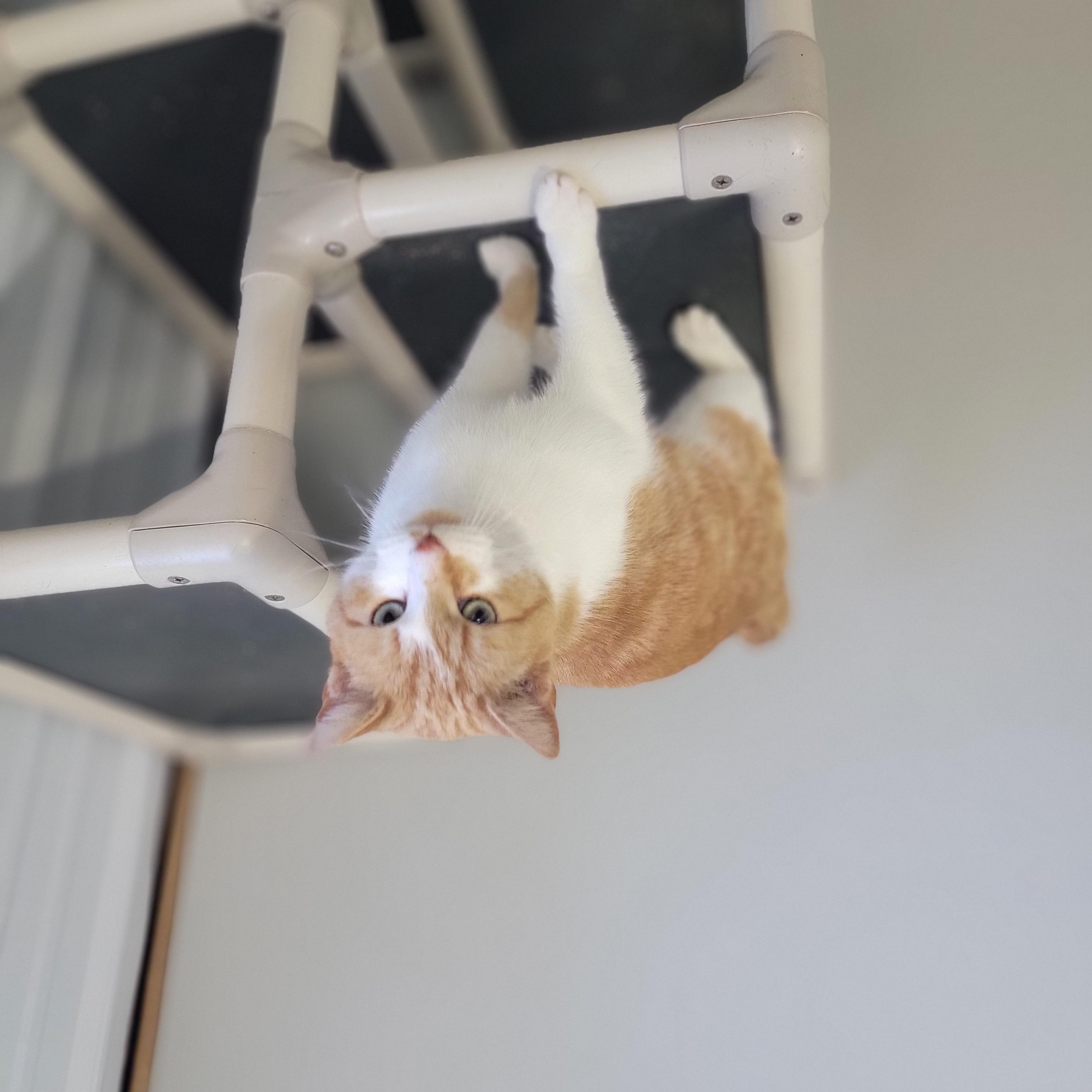 Enlarge Finley, a ADOPTABLE Domestic Short Hair in Fertile, MN image 1/1