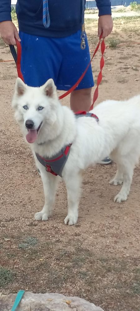 Enlarge Dire, a Adoptable mixed breed in Littleton, CO image 1/6