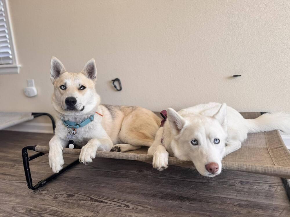 Dire, Adoptable, Adult Male Husky.