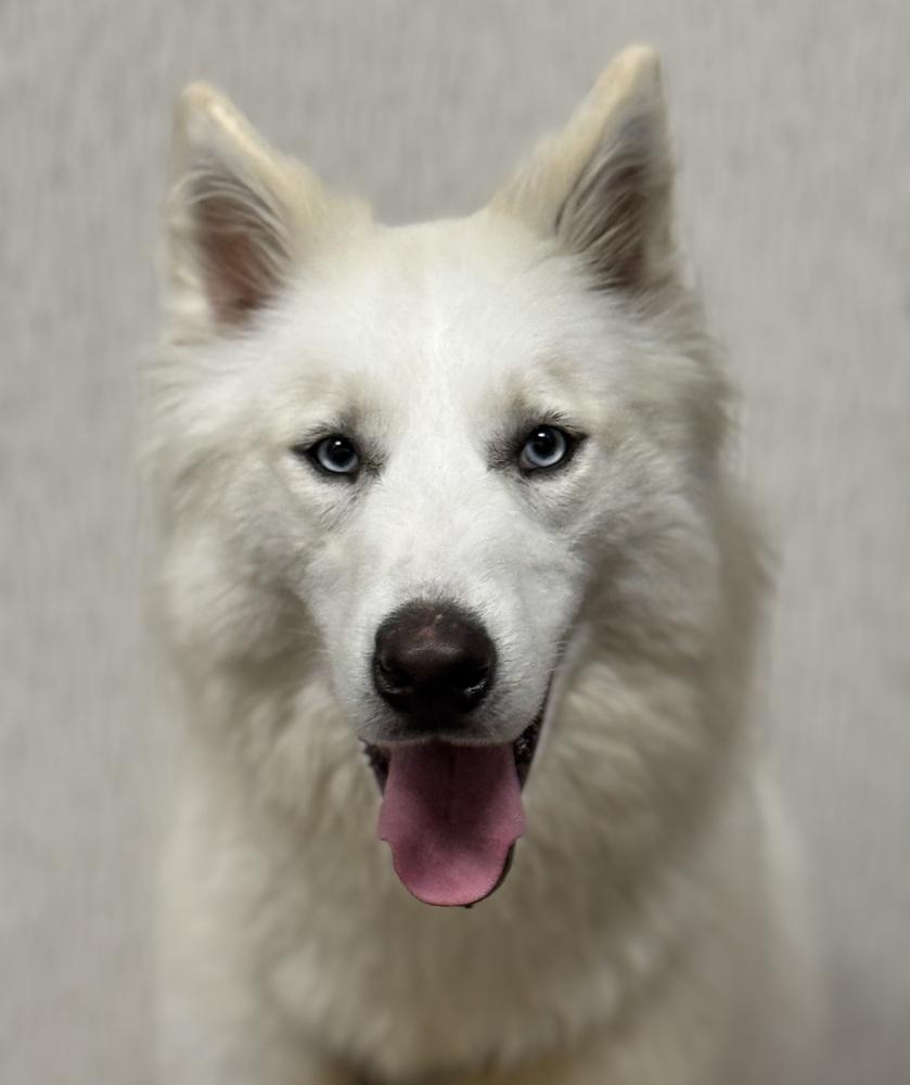 Enlarge Dire, a Adoptable mixed breed in Littleton, CO image 2/6