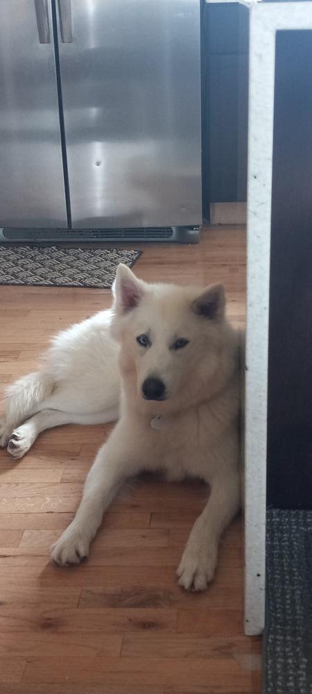 Enlarge Dire, a Adoptable mixed breed in Littleton, CO image 4/6