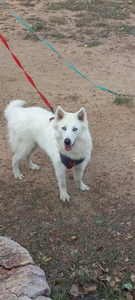 Enlarge Dire, a Adoptable mixed breed in Littleton, CO image 5/6