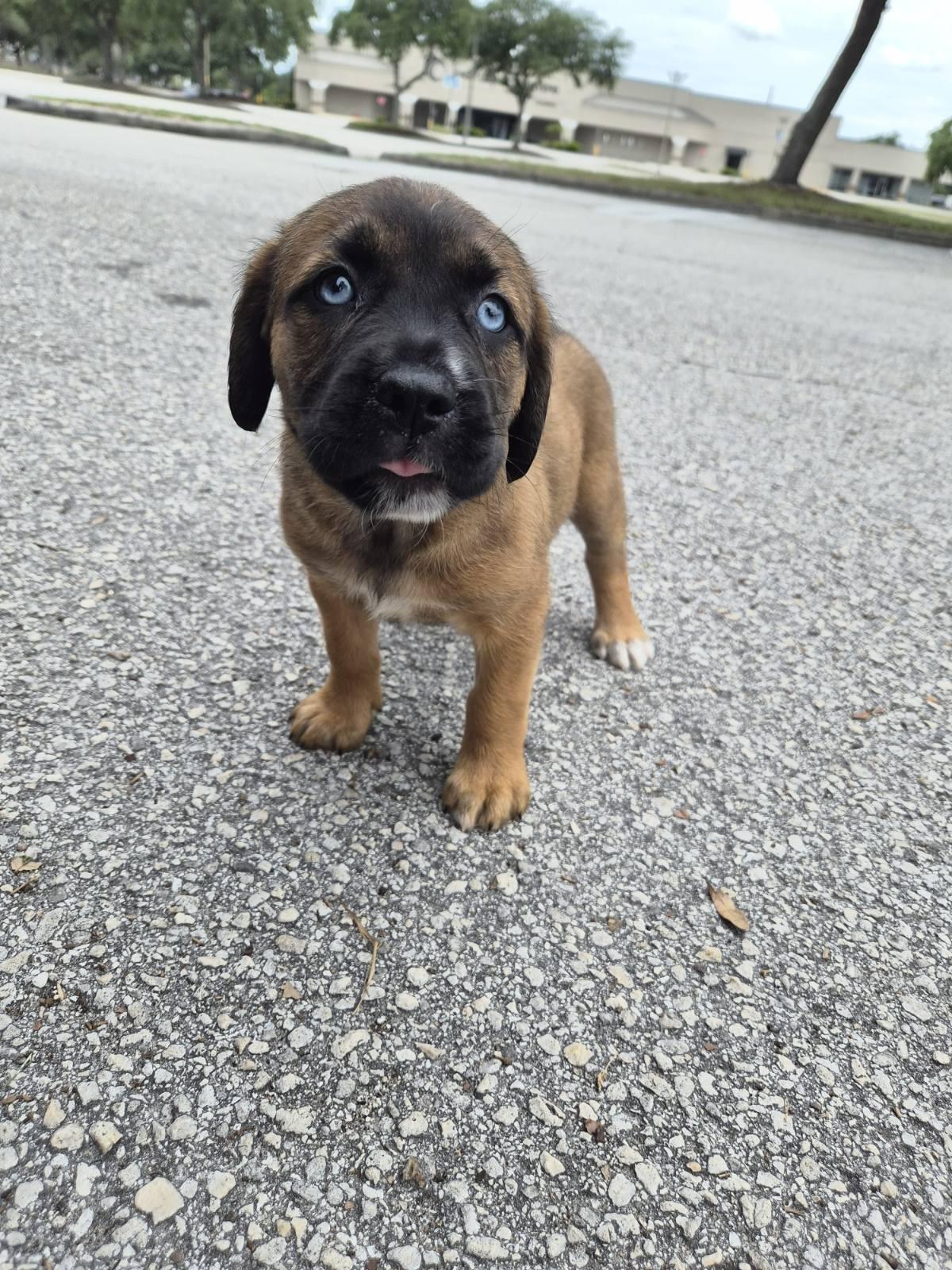 Lexu, adoptable, Puppy Female Mastiff & Black Mouth Cur.