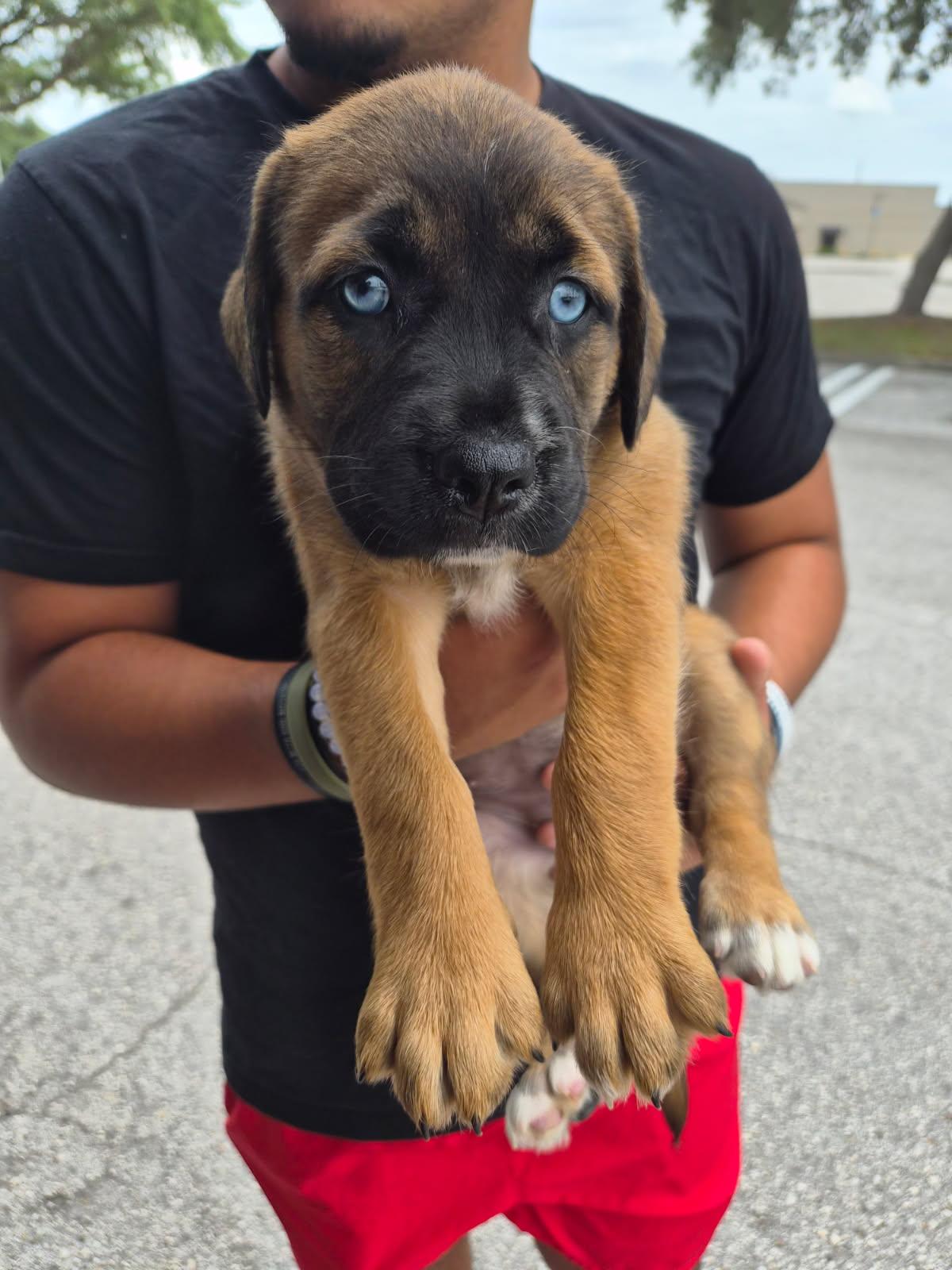Enlarge Lexu, an adoptable mixed breed in Orlando, FL image 2/3
