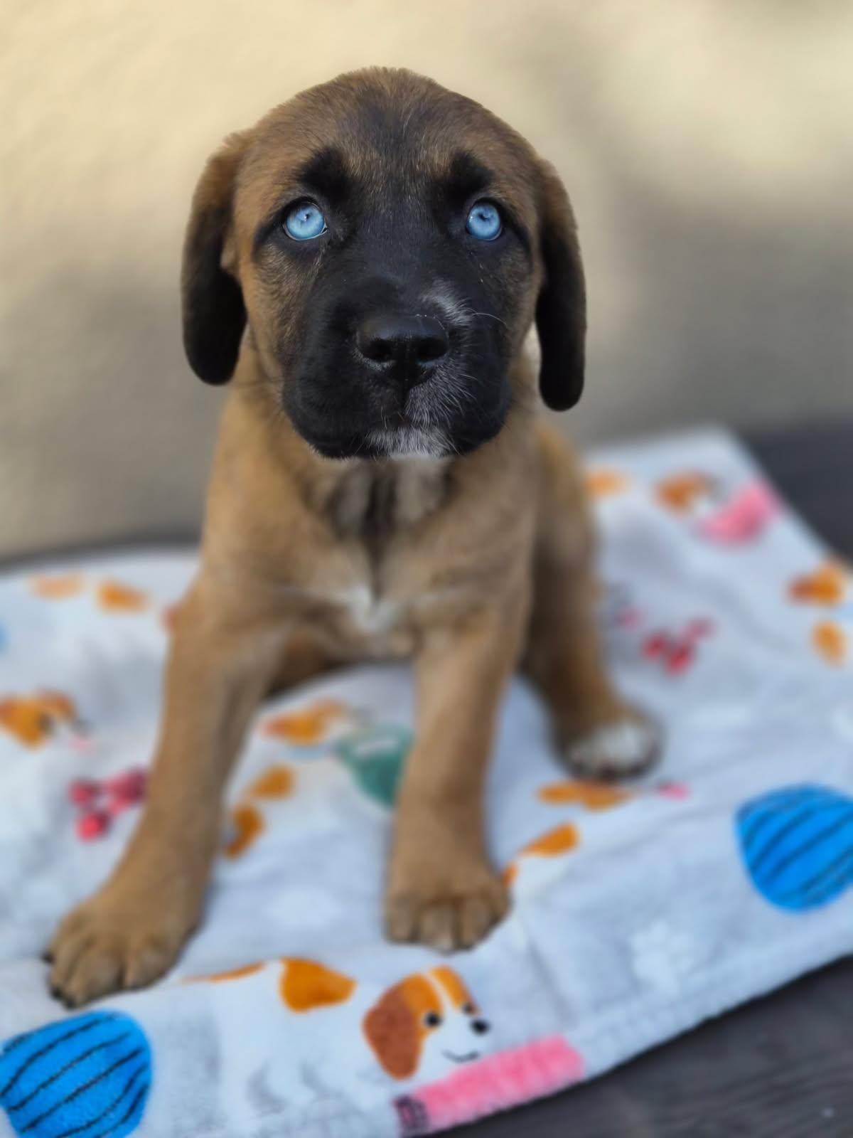 Lexu, adopted, Puppy Female Mastiff & Black Mouth Cur.