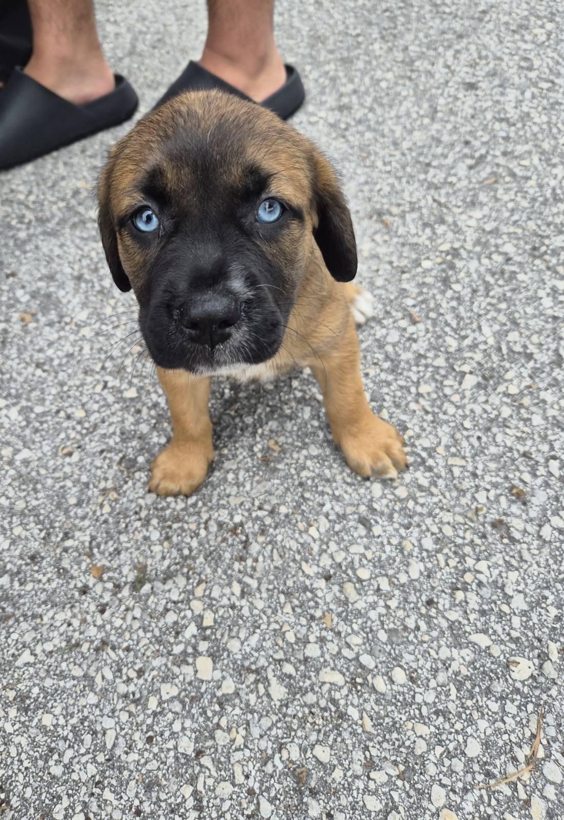 Enlarge Lexu, an adoptable mixed breed in Orlando, FL image 3/3