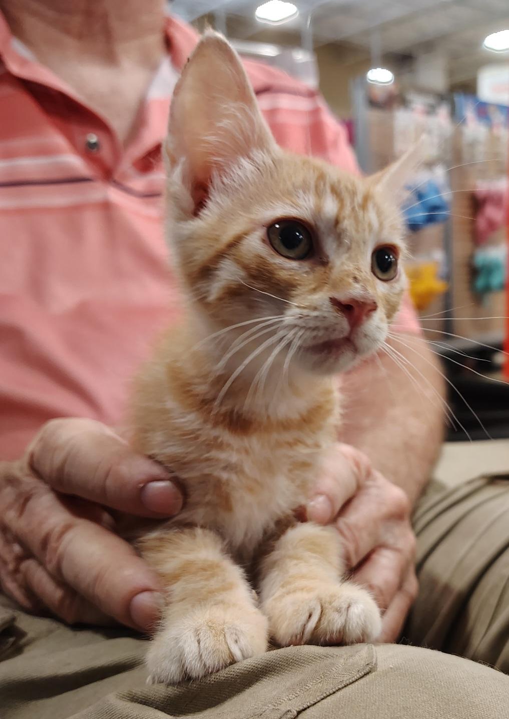 El Tigre, Baby Male Tabby