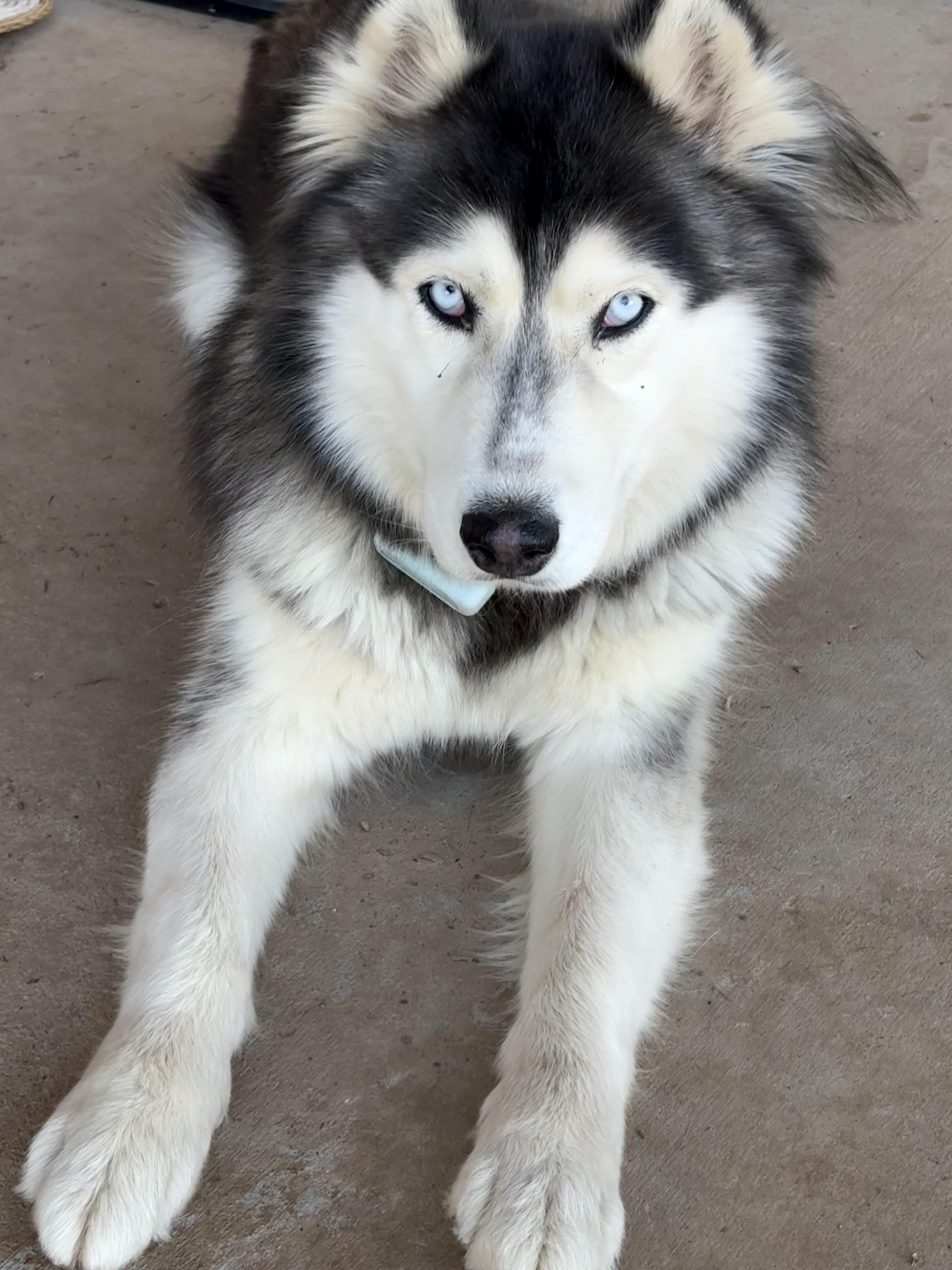 Enlarge Sooner, a ADOPTABLE Siberian Husky in Cortez, CO image 5/6