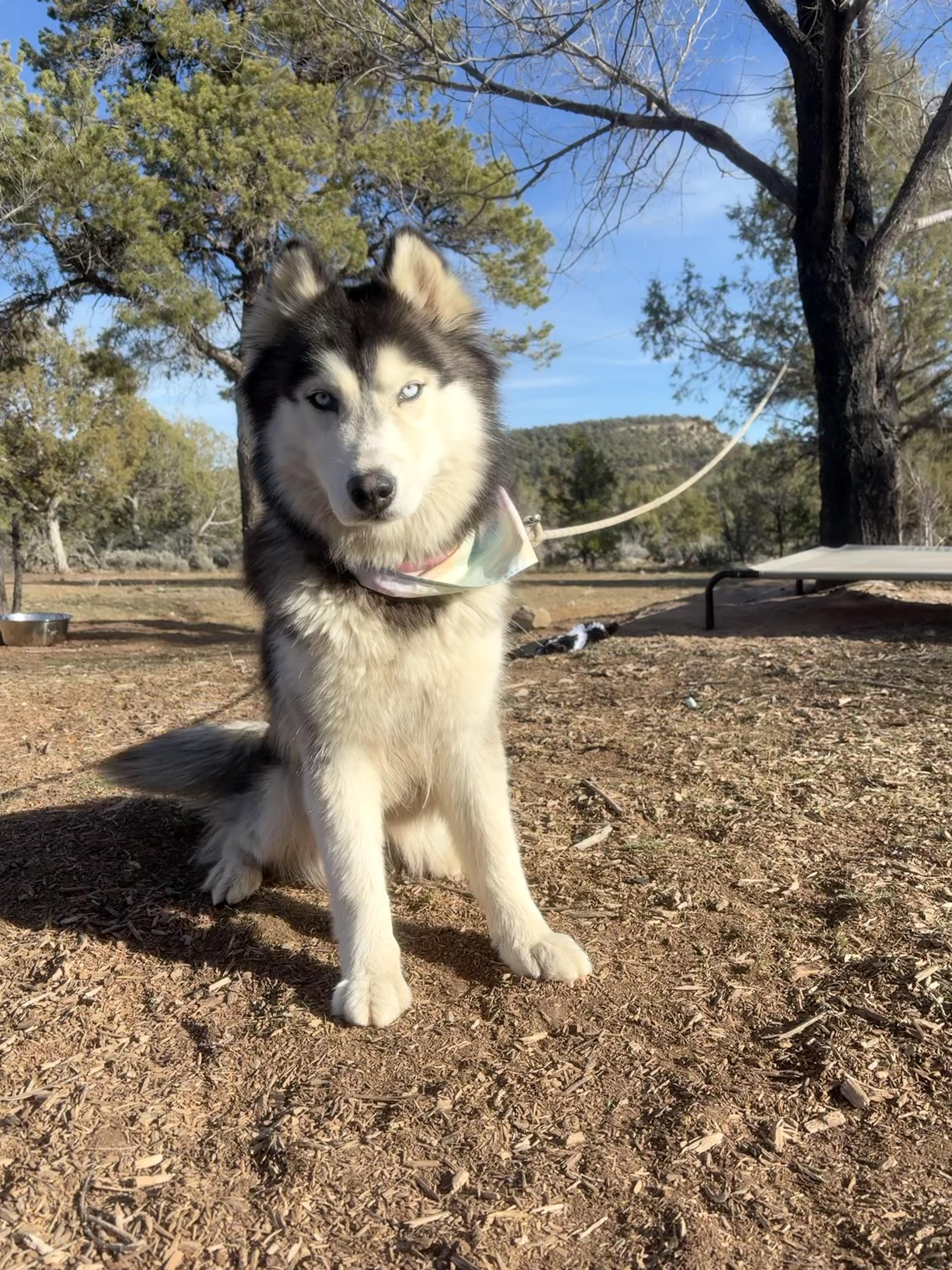 Enlarge Sooner, a ADOPTABLE Siberian Husky in Cortez, CO image 2/6
