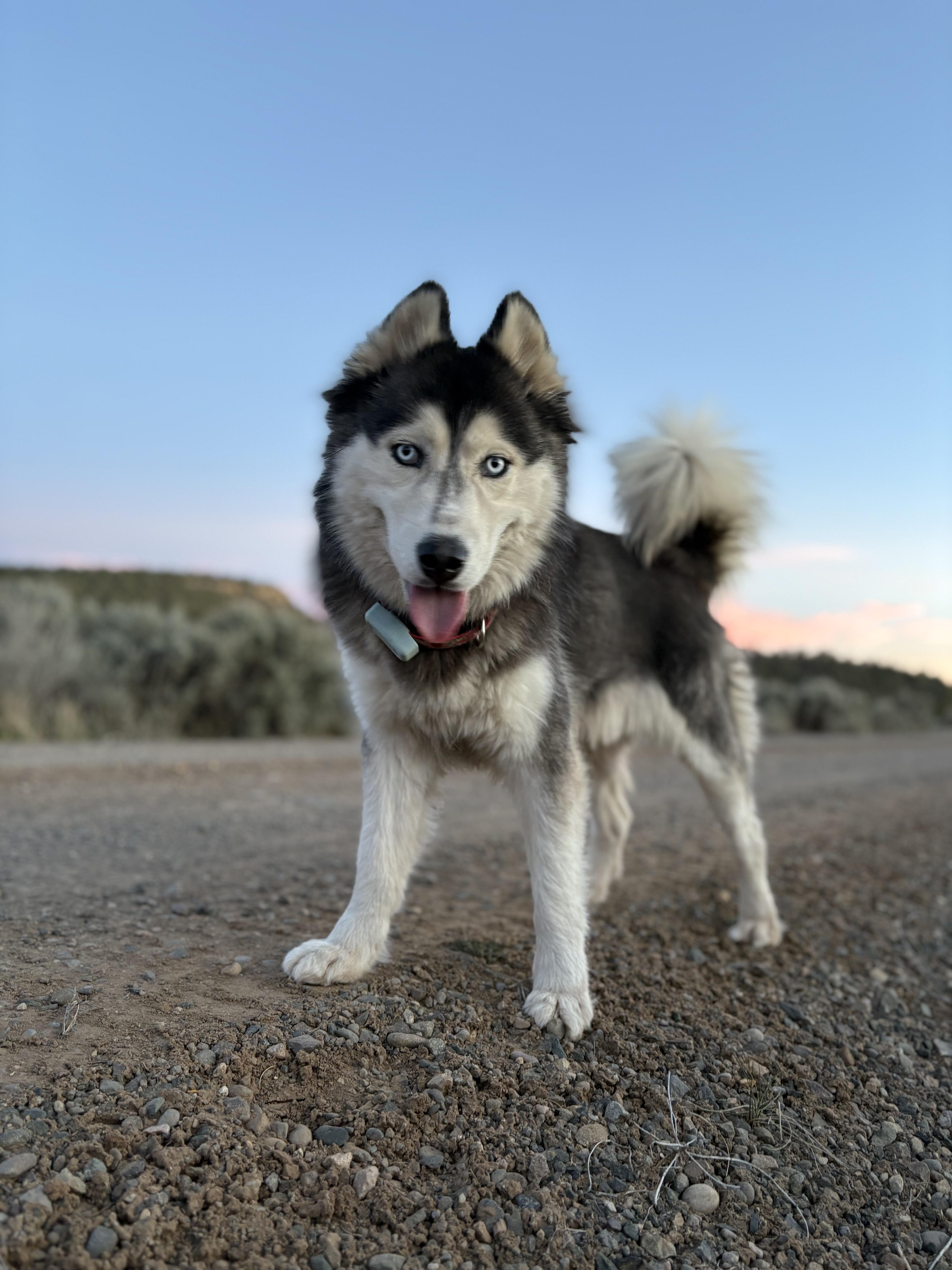Sooner, ADOPTABLE, Adult Female Siberian Husky.