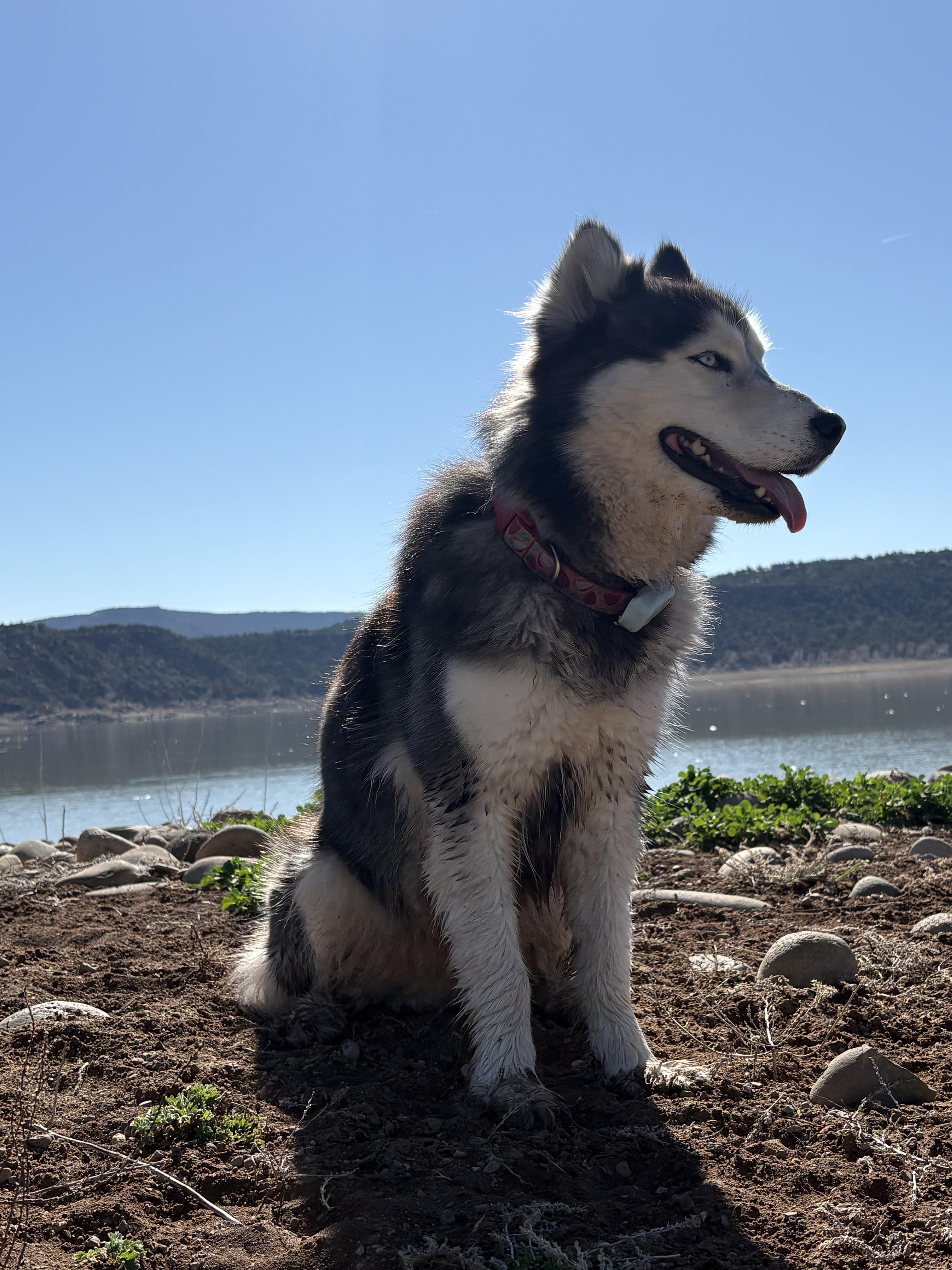 Enlarge Sooner, a ADOPTABLE Siberian Husky in Cortez, CO image 6/6