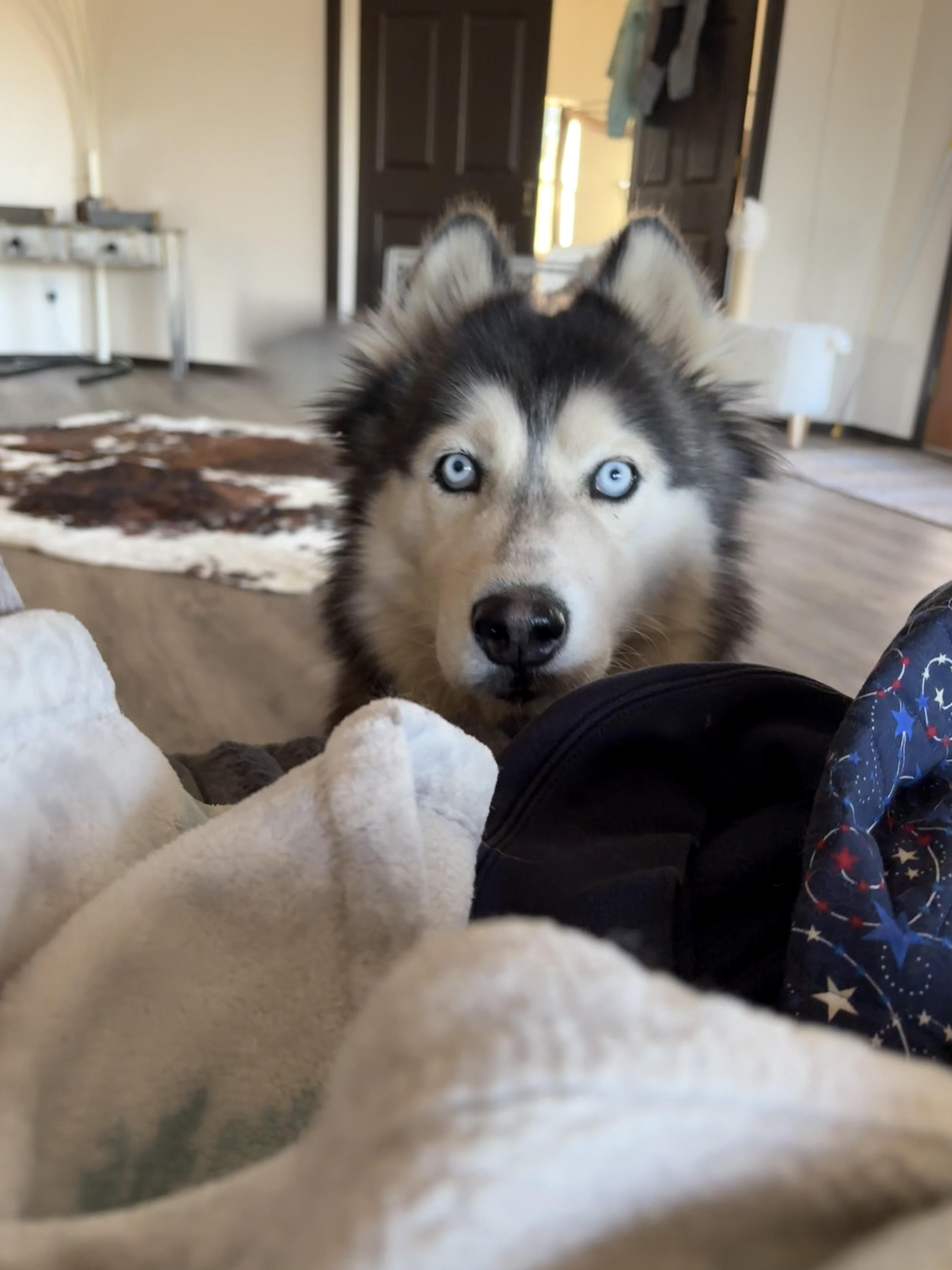 Enlarge Sooner, a ADOPTABLE Siberian Husky in Cortez, CO image 4/6