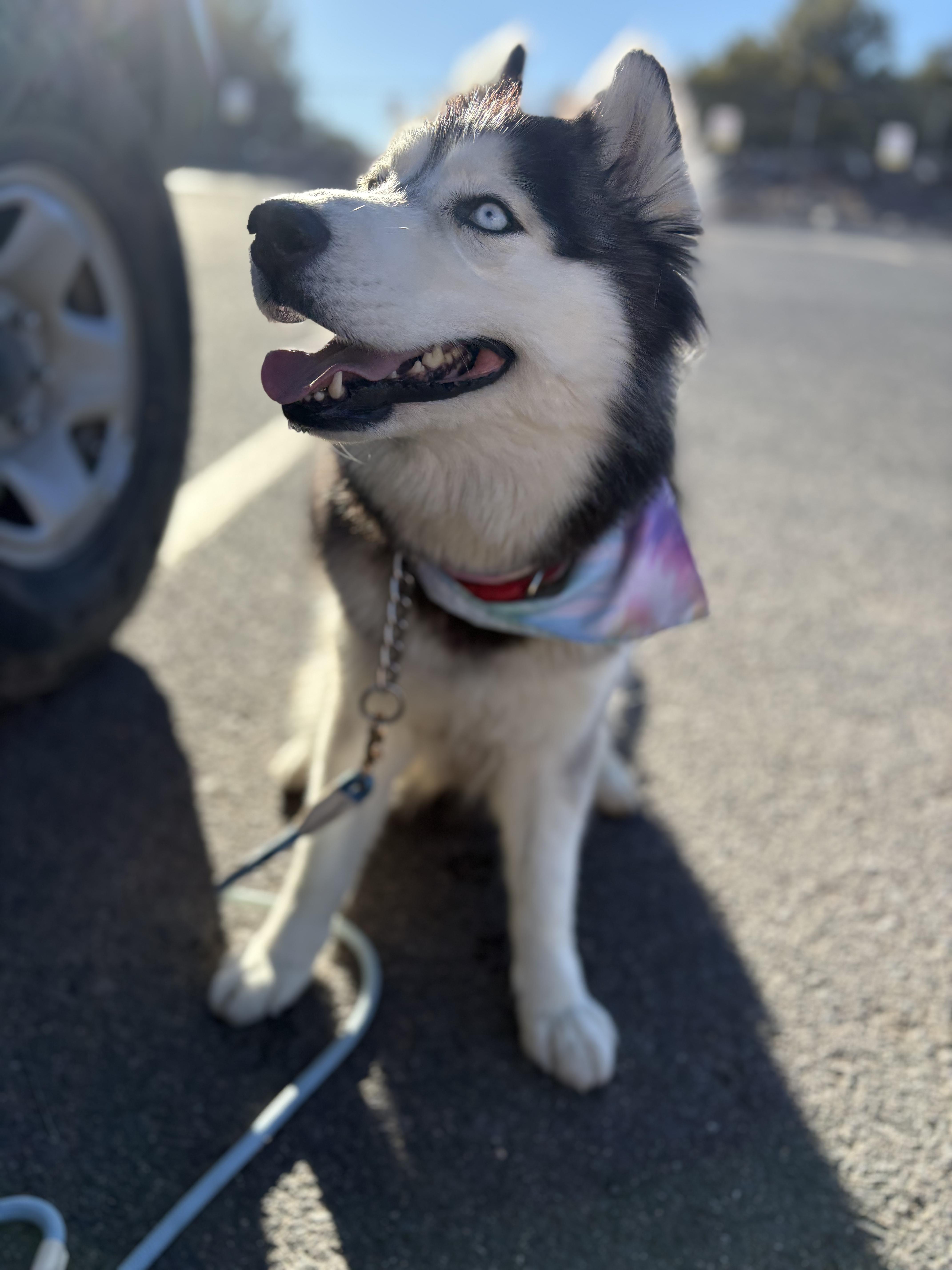 Enlarge Sooner, a ADOPTABLE Siberian Husky in Cortez, CO image 3/6